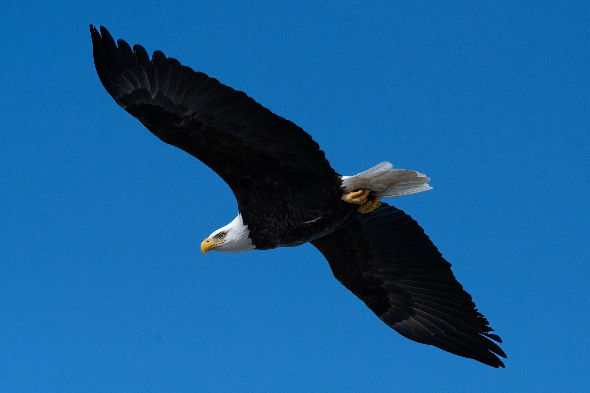The bald eagles of Onondaga lake have been making their slow return to the shores for winter fishing. Their presence has attracted many wildlife photographers, who come to the lake nearly daily for a glimpse of the birds. February 26 2025, Syracuse N