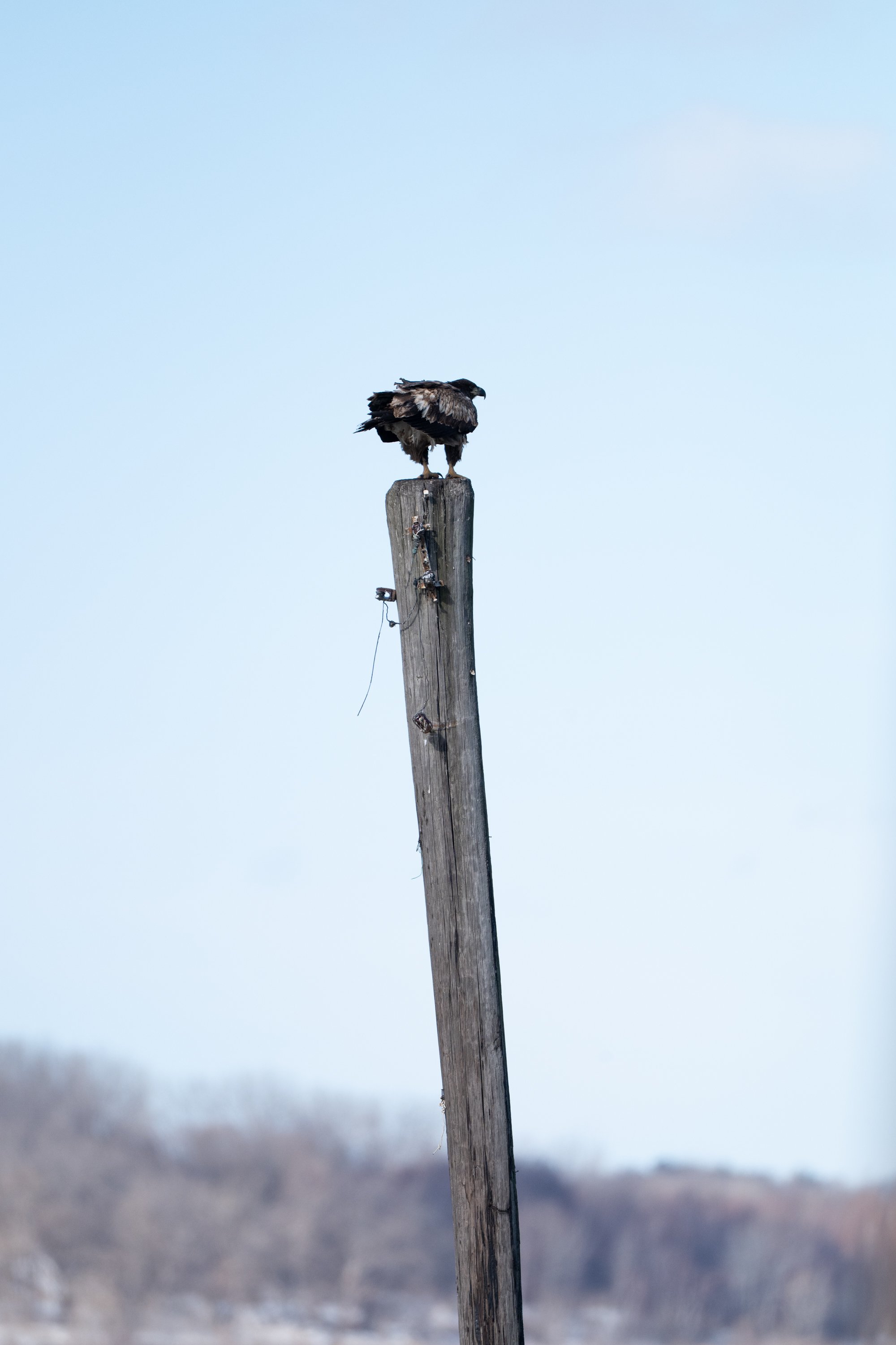 A juvenile bald eagle watches for fish at the banks of Onondaga Lake. February 26 2025, Syracuse NY. 