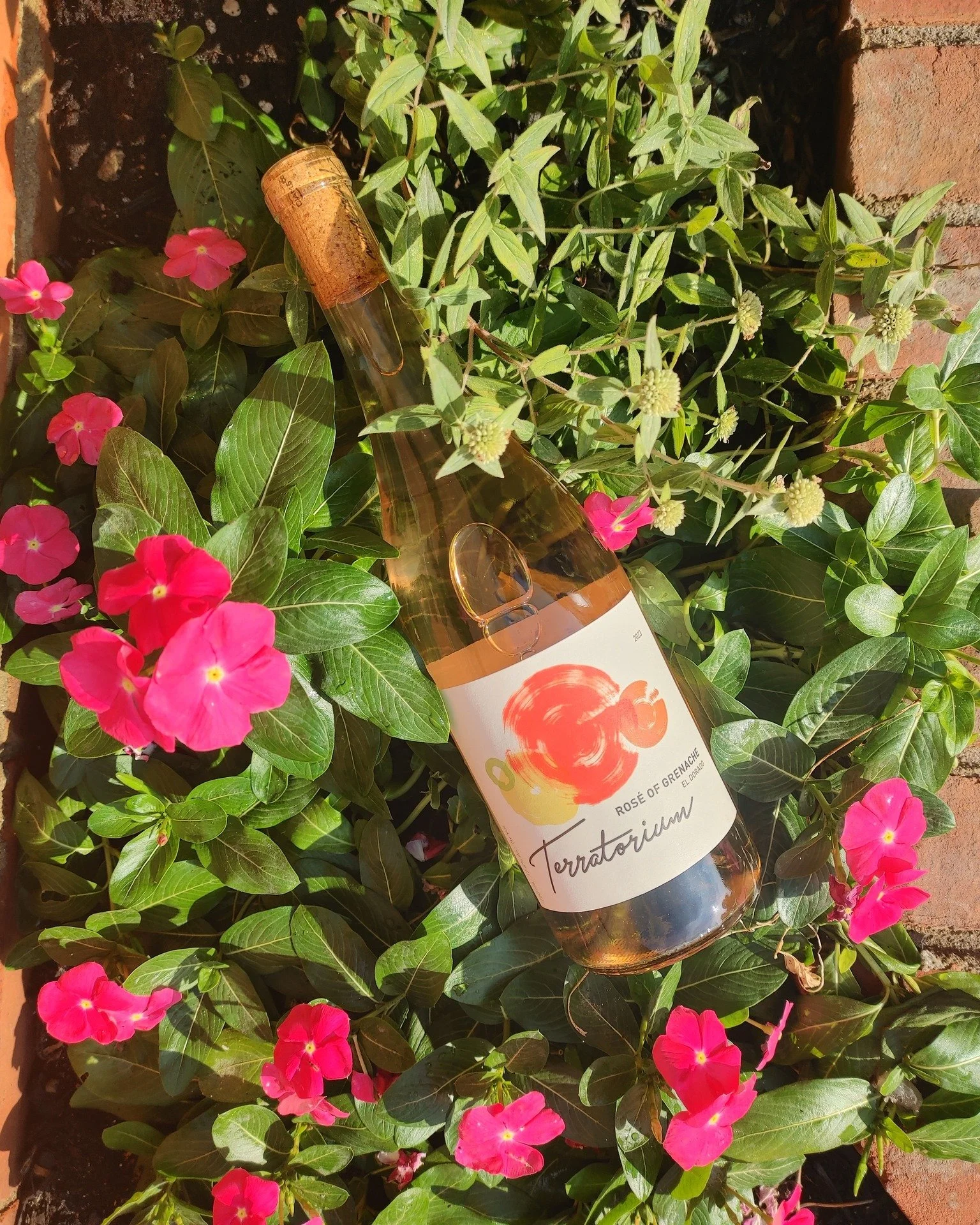 Shake off the mid-week blues with us next Wednesday. Here is one of the wines we'll be tasting at our winemaker tasting event.@terratoriumwines' Ros&eacute; of Grenache has consistently been one of our most popular ros&eacute;s. From the foothills of