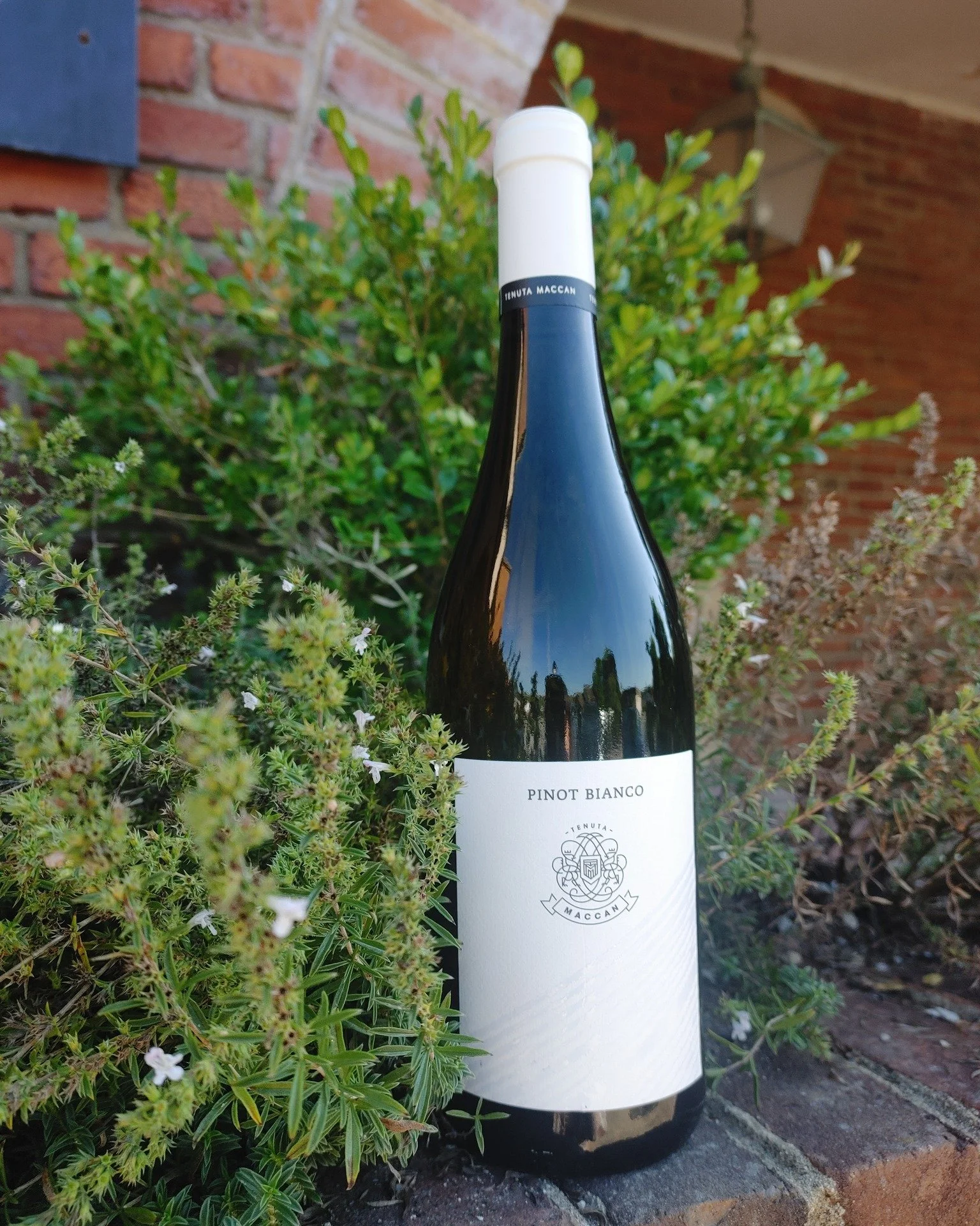 This one is in the lineup for Friday Night Flights + Bites this week! A little something different from Italy. This Pinot Bianco from Tenuta Maccan is a beautiful, bold, straw-yellow with bright golden tinges. The nose has real character, with hints 
