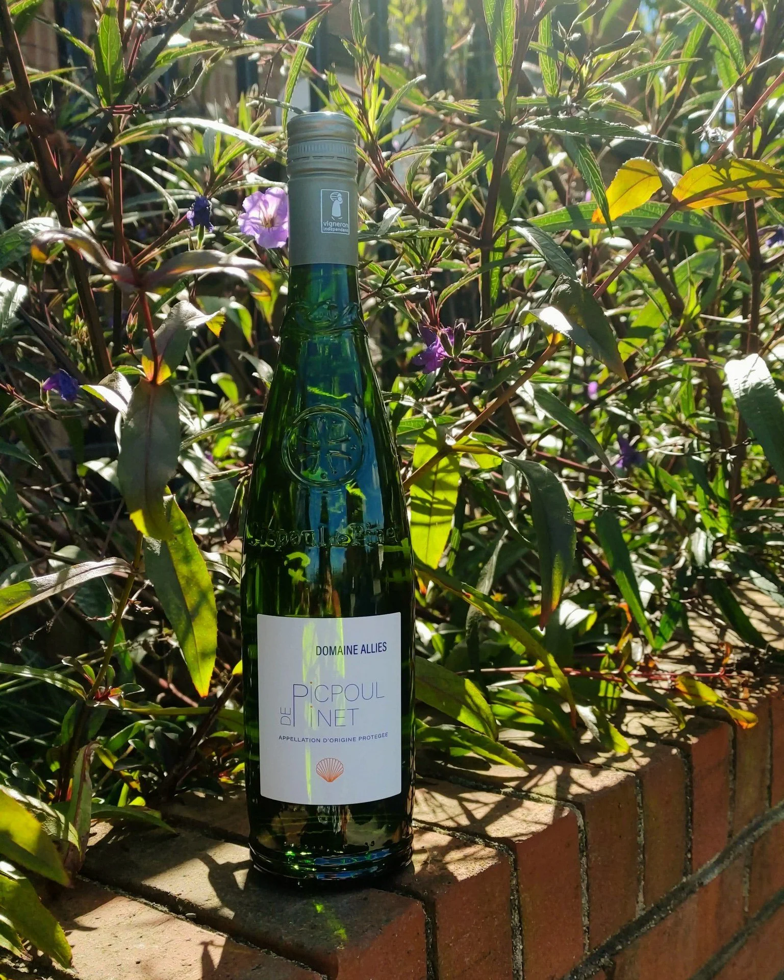 Picpoul de Pinet from Domaine Alliès is fresh and zippy; it opens up under the initial acidity to reveal the grape’s complexity and texture. Its delicate nose blends notes of white flower and peach; the balanced palate has a lingering ci