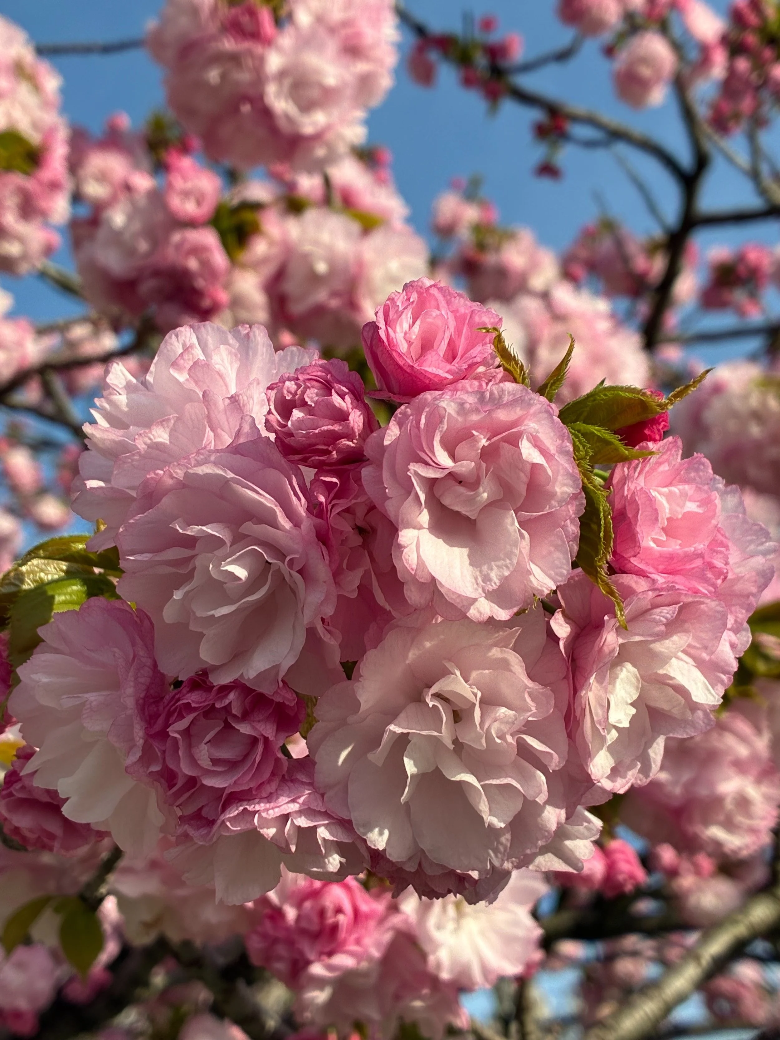 Photo Credit: Hiroko