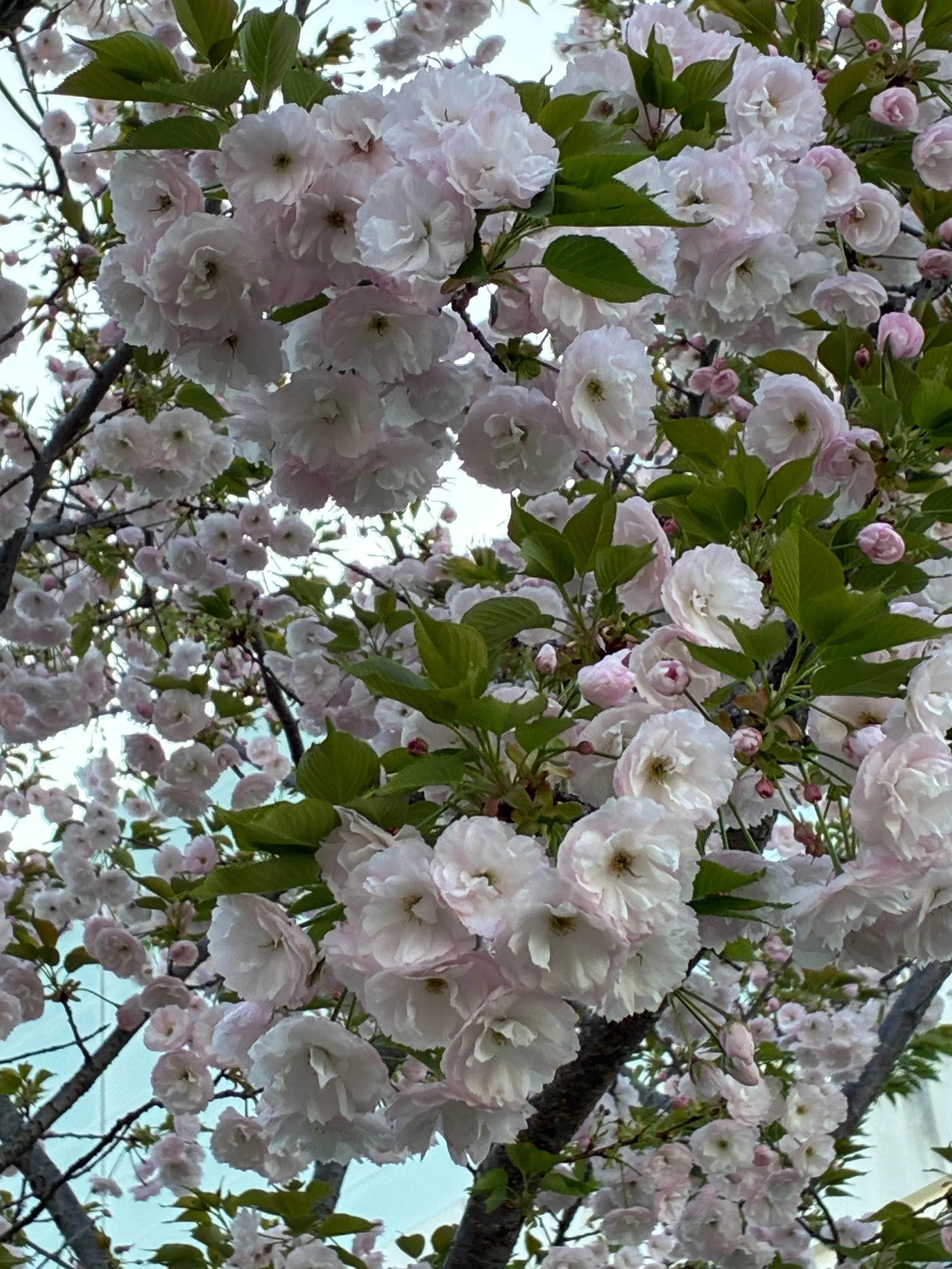 Photo Credit: Hiroko