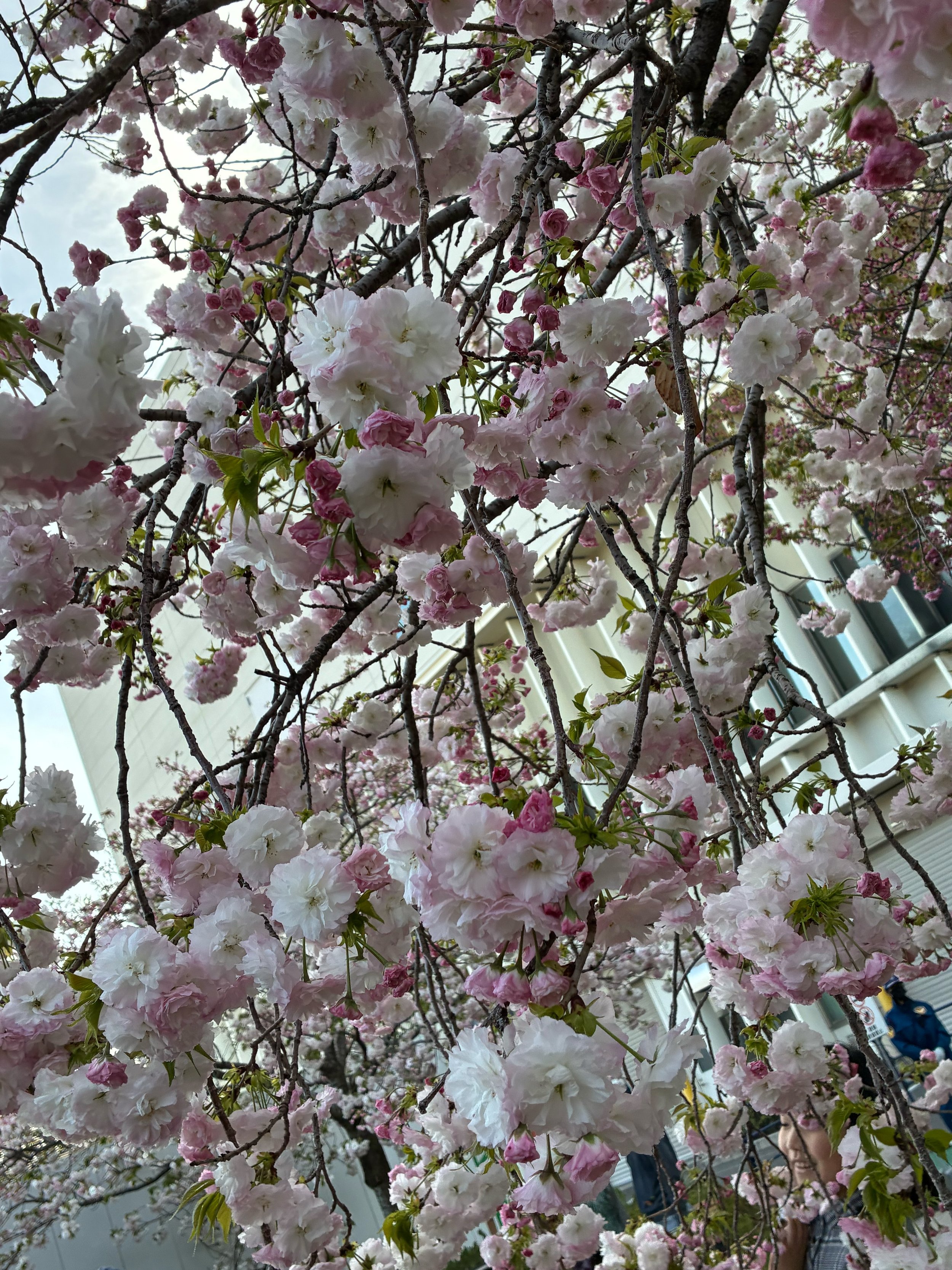 Photo Credit: Hiroko