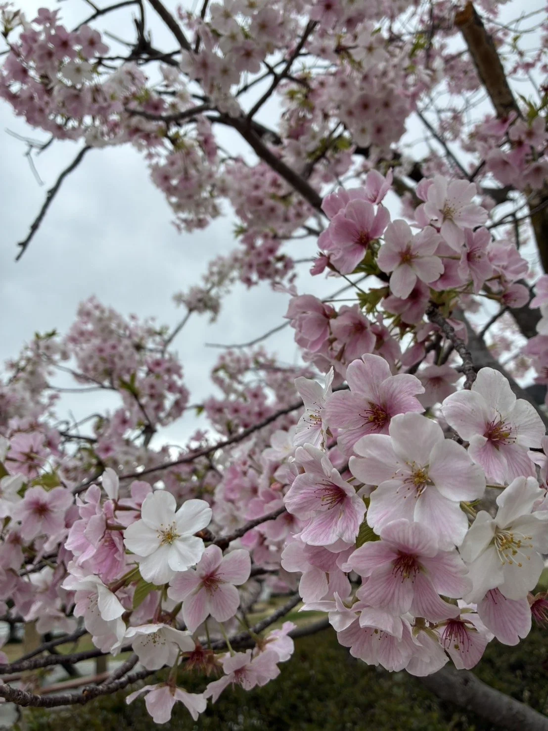 Photo Credit: Hiroko