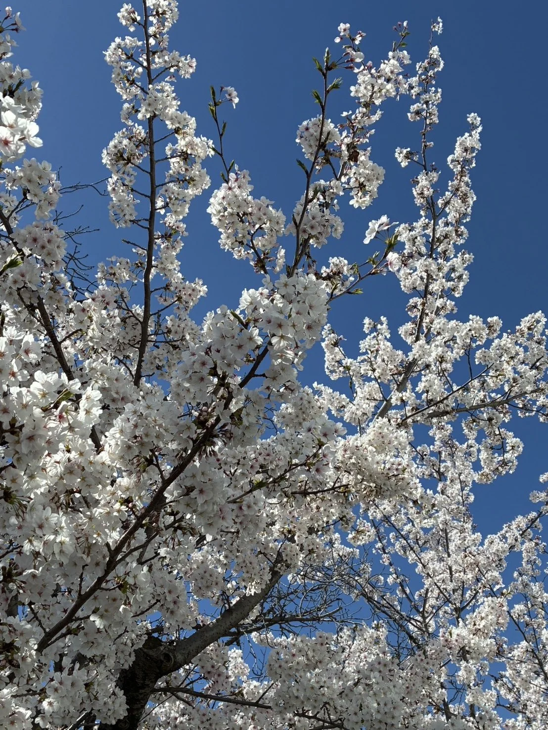 Photo Credit: Hiroko