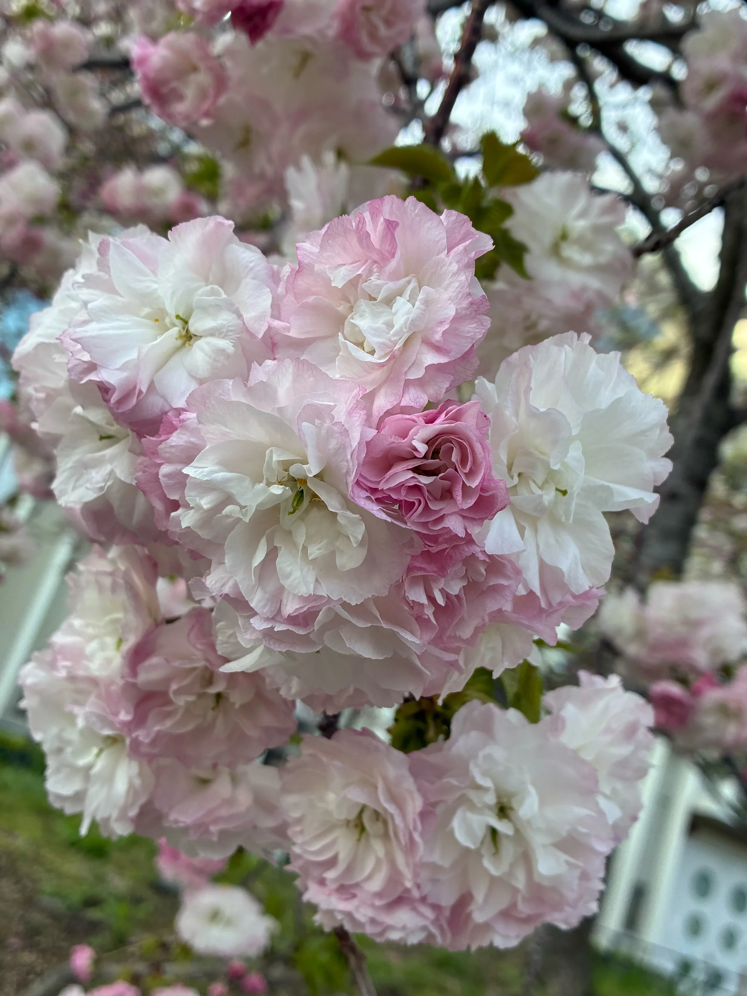 Photo Credit: Hiroko