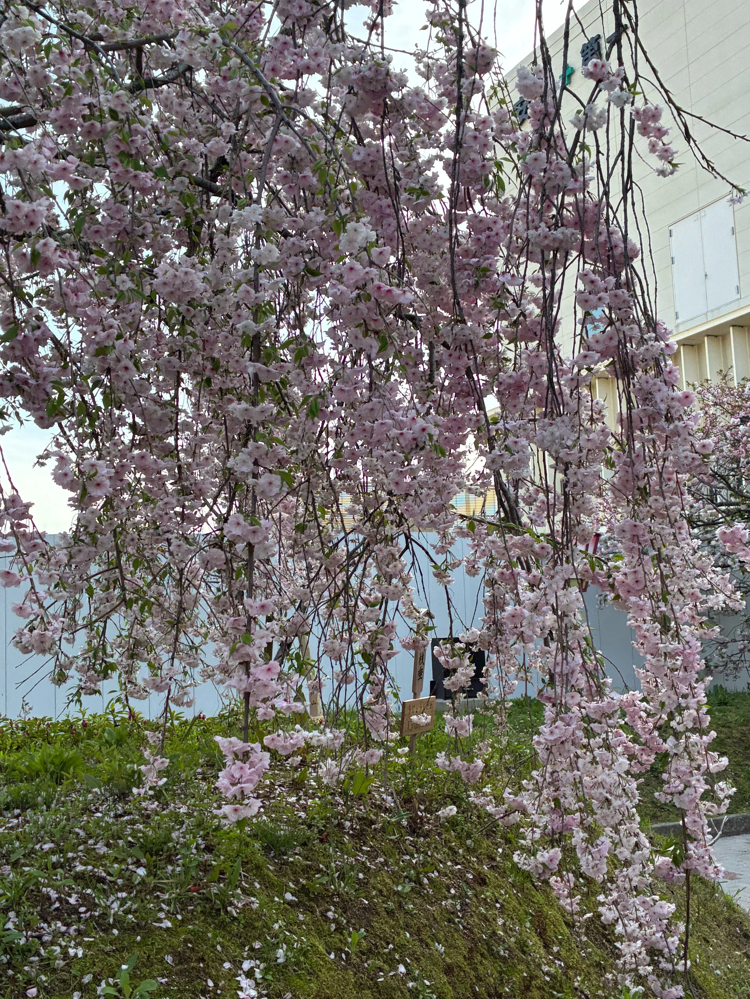 Photo Credit: Hiroko