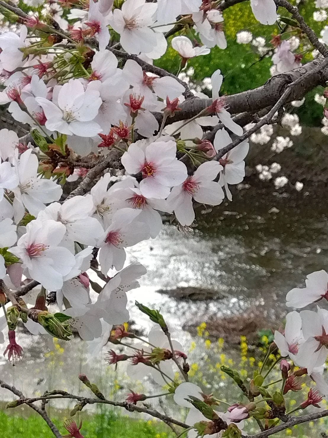 春と言えば桜    When we think of Spring, we think of Cherry Blossoms…