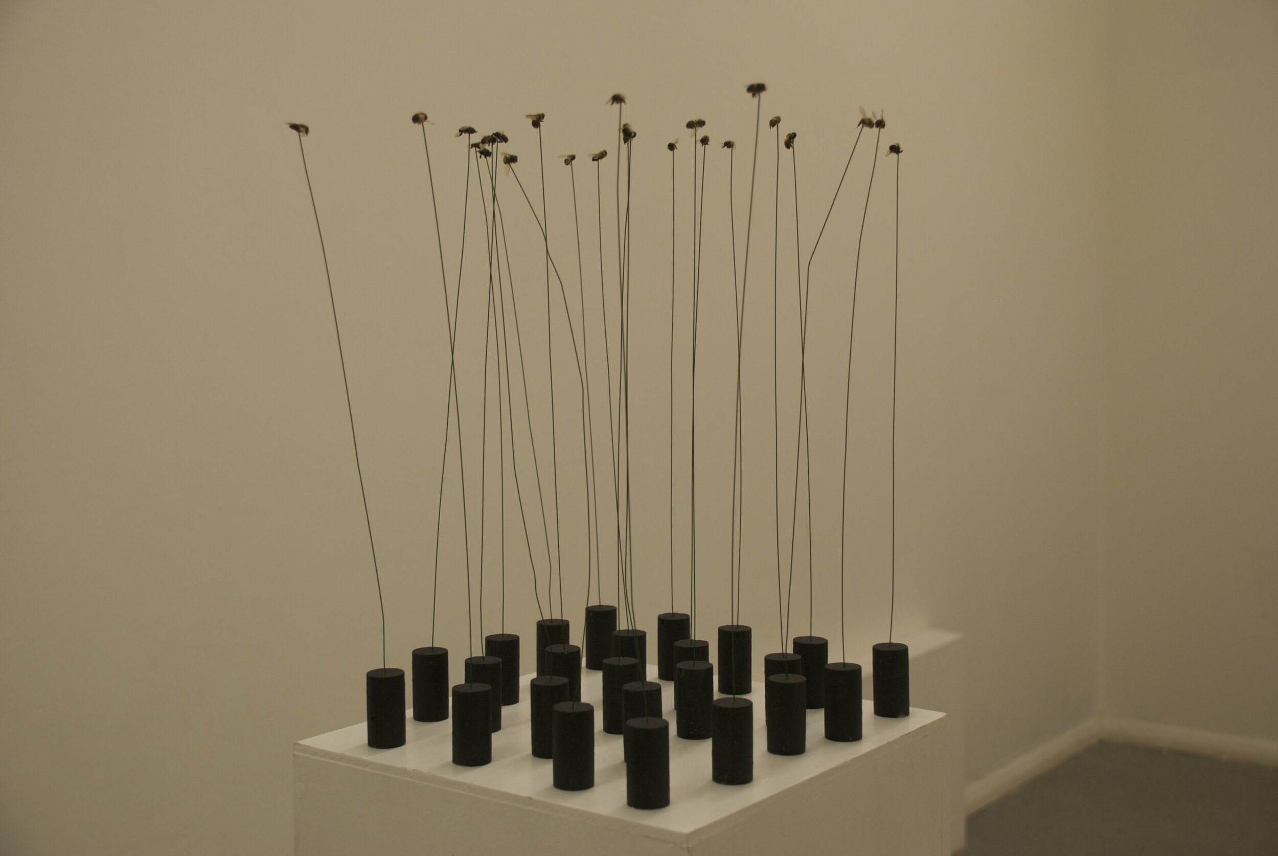 DSC_0425.jpeg