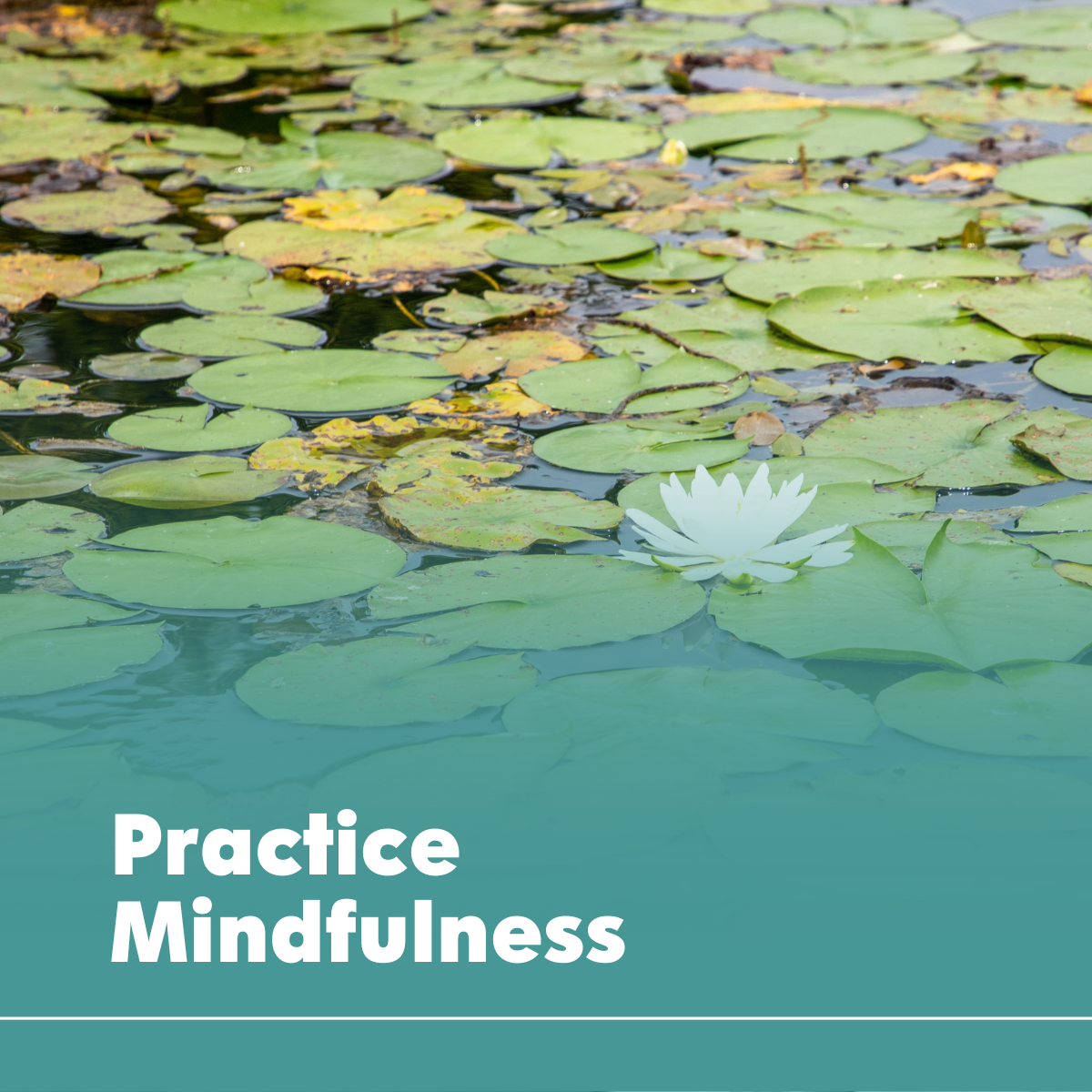 Practice Mindfulness