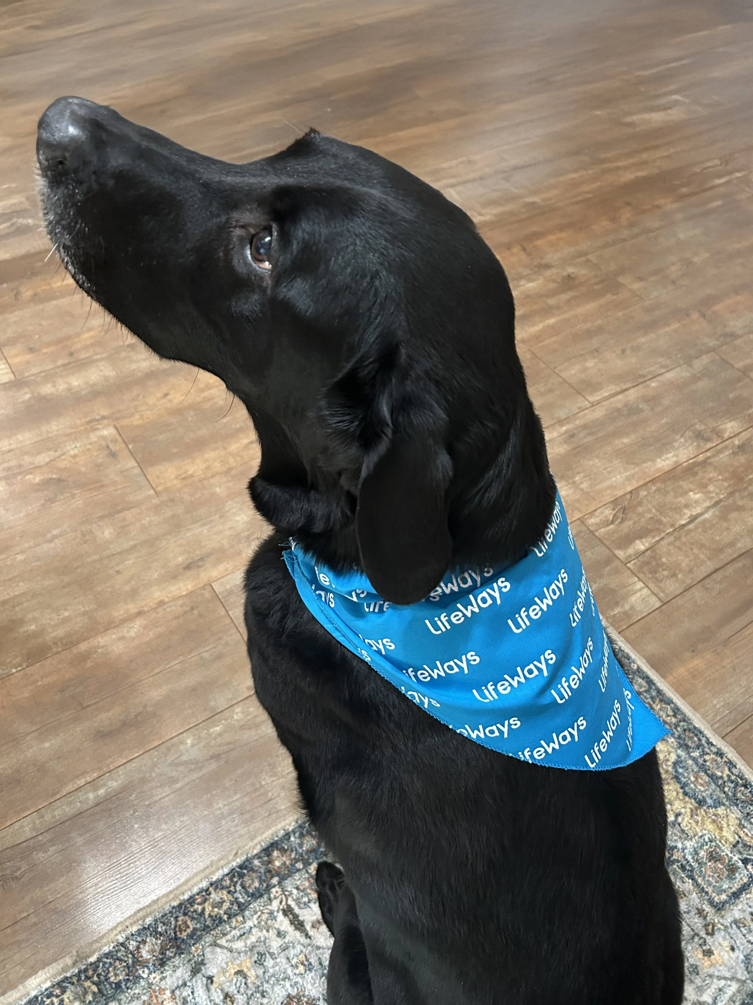 NEW! Triangle Pet Bandana with Collar Opening