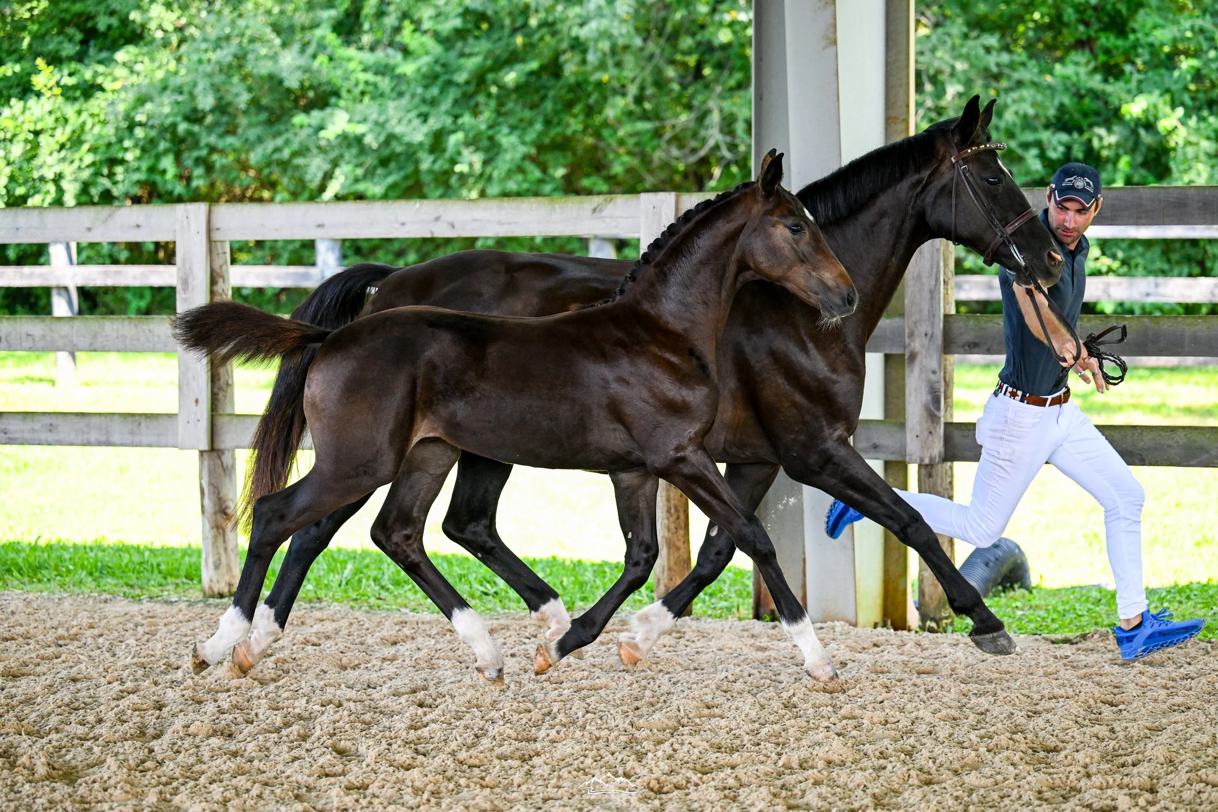 Westphalian Inspection @ Hickory Manor