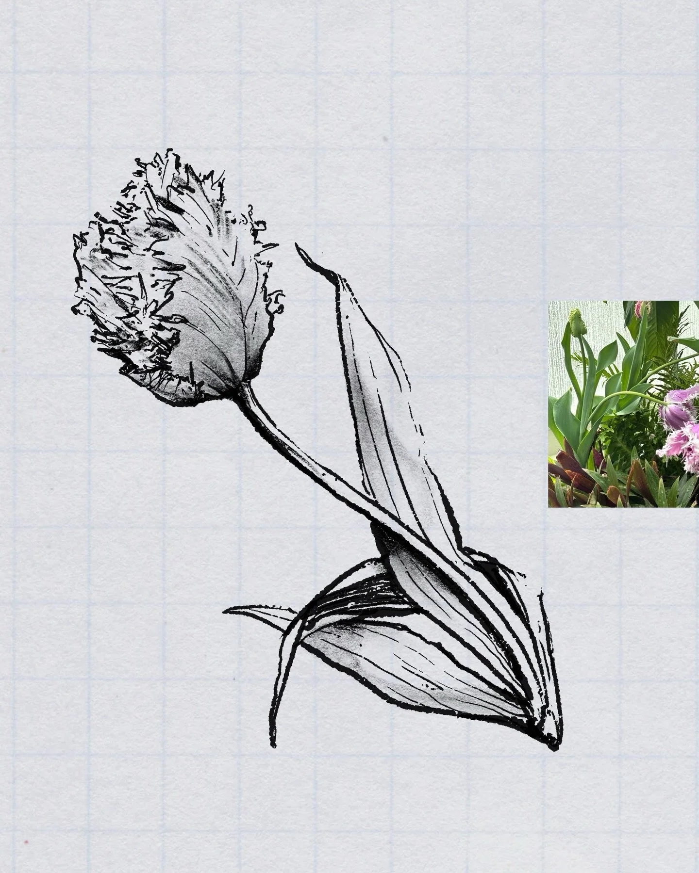 saw these lovely flowers at the volunteer park conservatory in seattle and I want to tattoo them so badly like so badly you don&rsquo;t even KNOW but you *could* know if you got one done I&rsquo;ll yap your ear off about it if you want or not that&rs