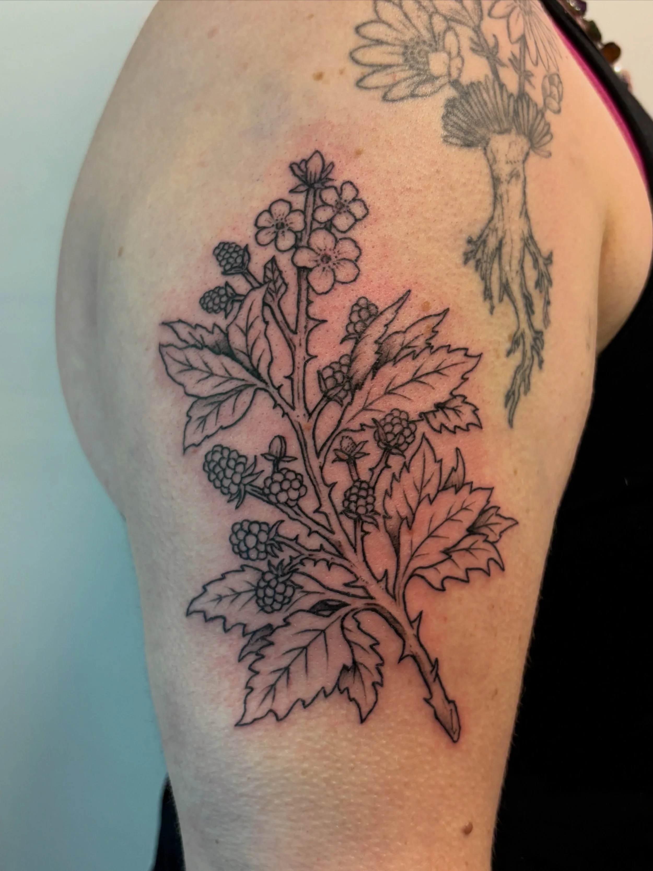 Fresh blackberry branch for Kristen (: I had a lot of fun using the blackberries growing in my Lola&rsquo;s yard as reference for this piece. It was so great catching up and having you back in, thanks again for getting this done!
