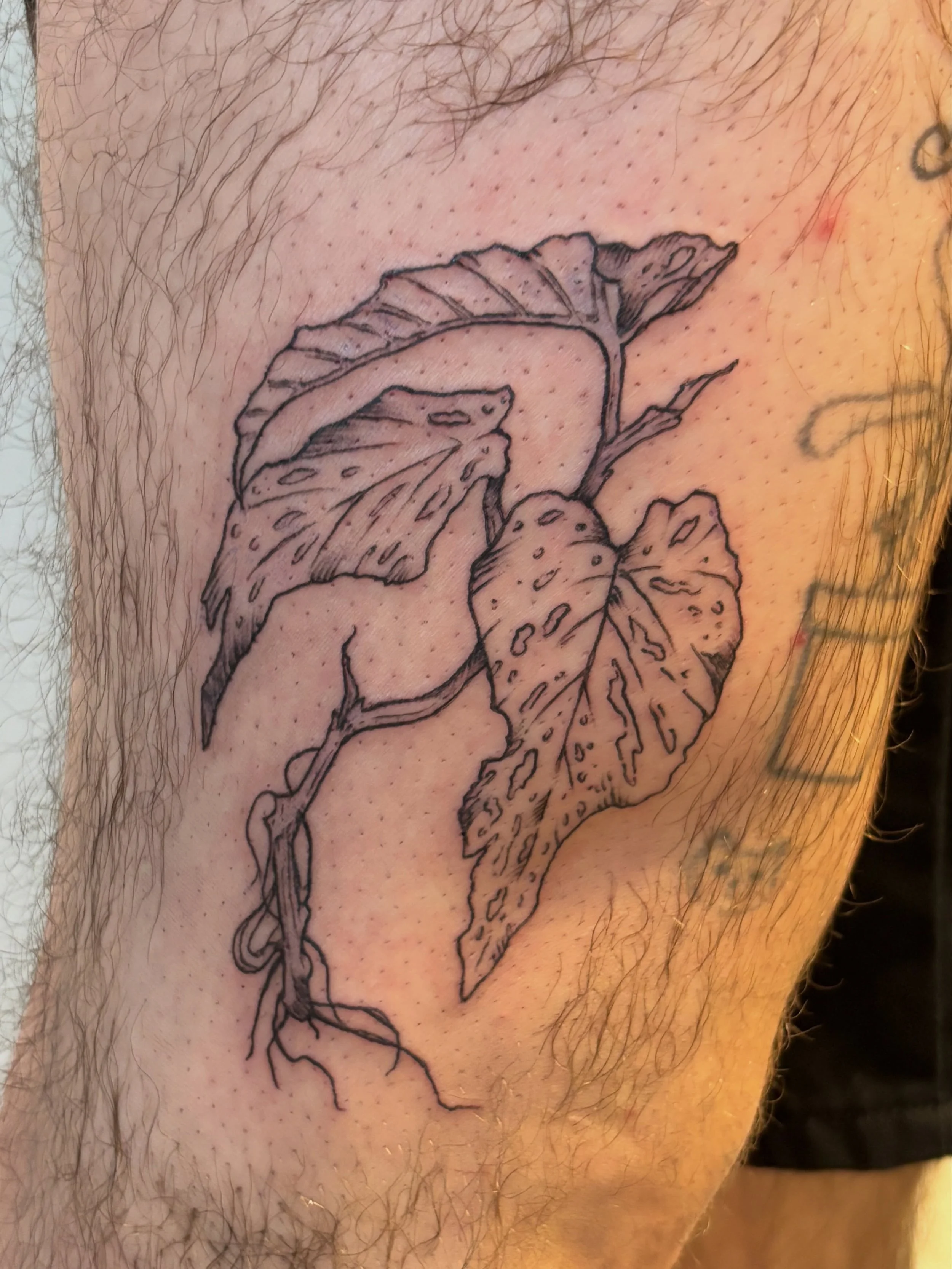 Fresh arrowhead for arnold 🌿 it&rsquo;s always extra fun getting to tattoo plants with their roots out (: also it was rad getting to see these atla turtle ducks all healed up! We worked on them last year and they&rsquo;re still some of my favorite f