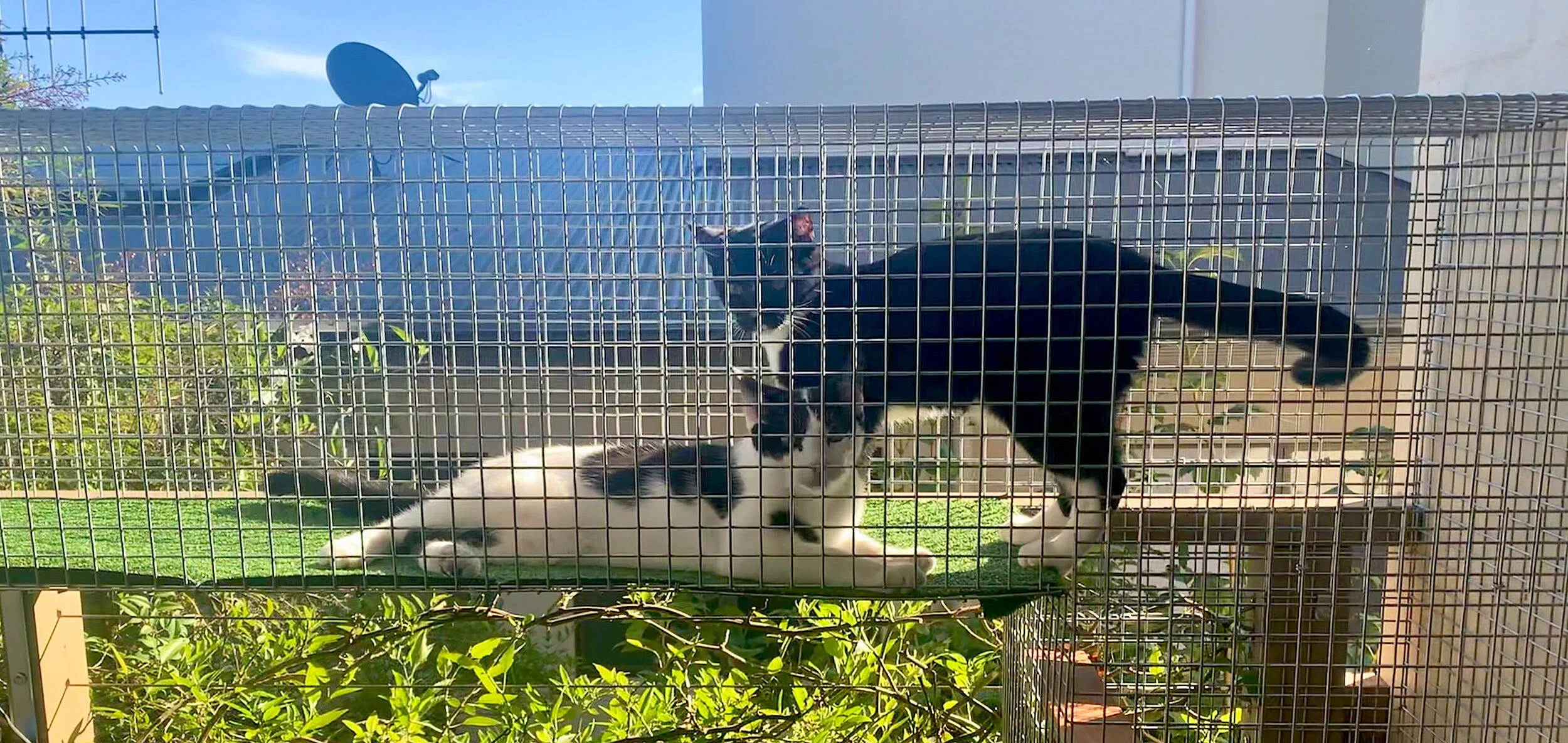 Cat Enclosure Gallery Canberra Cat Enclosures Mr Petman