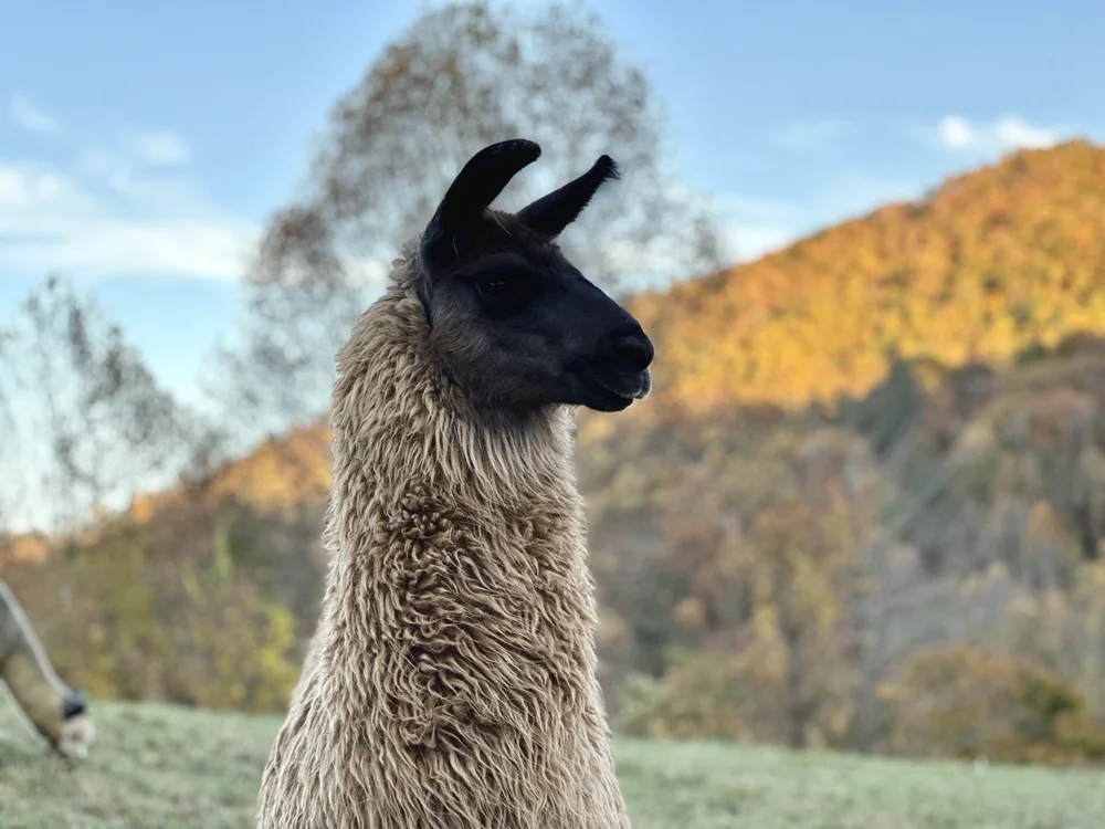brinkley the llama.jpeg
