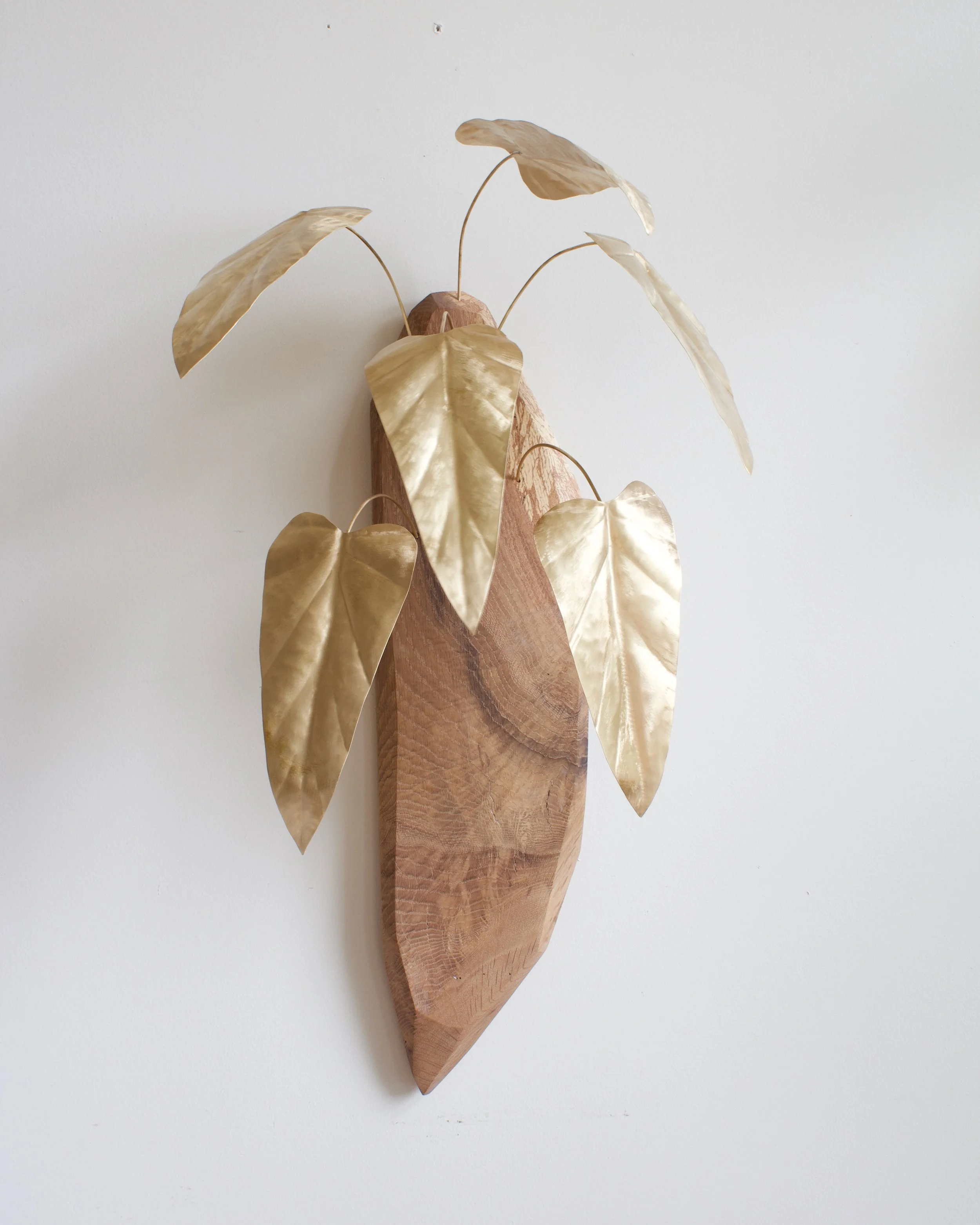 Philodendron - 1.jpeg