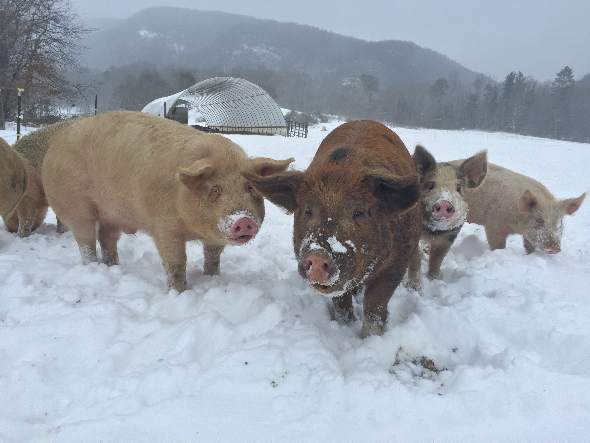 winter pigs.jpg