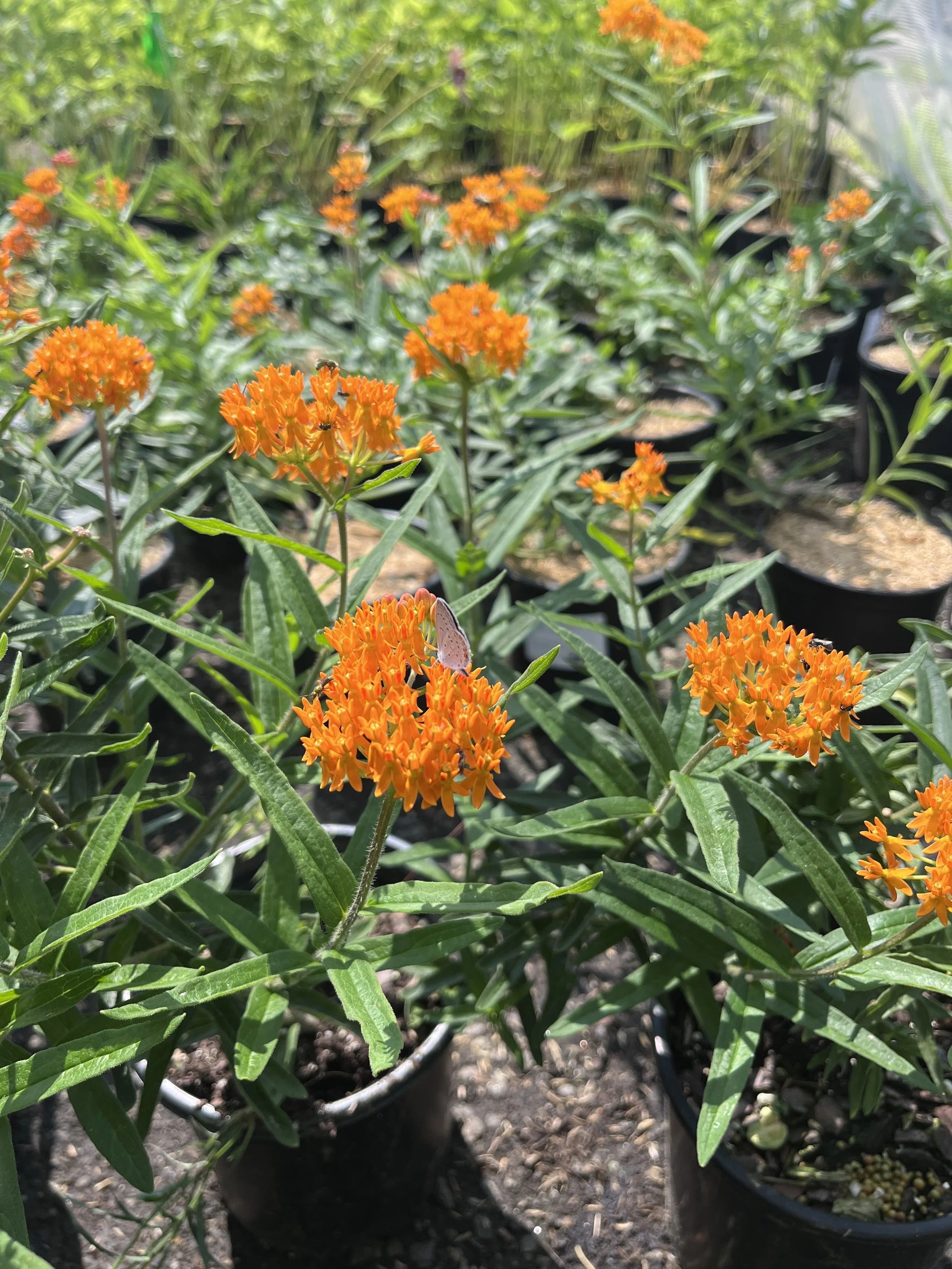 Butterfly Milkweed photo.JPG