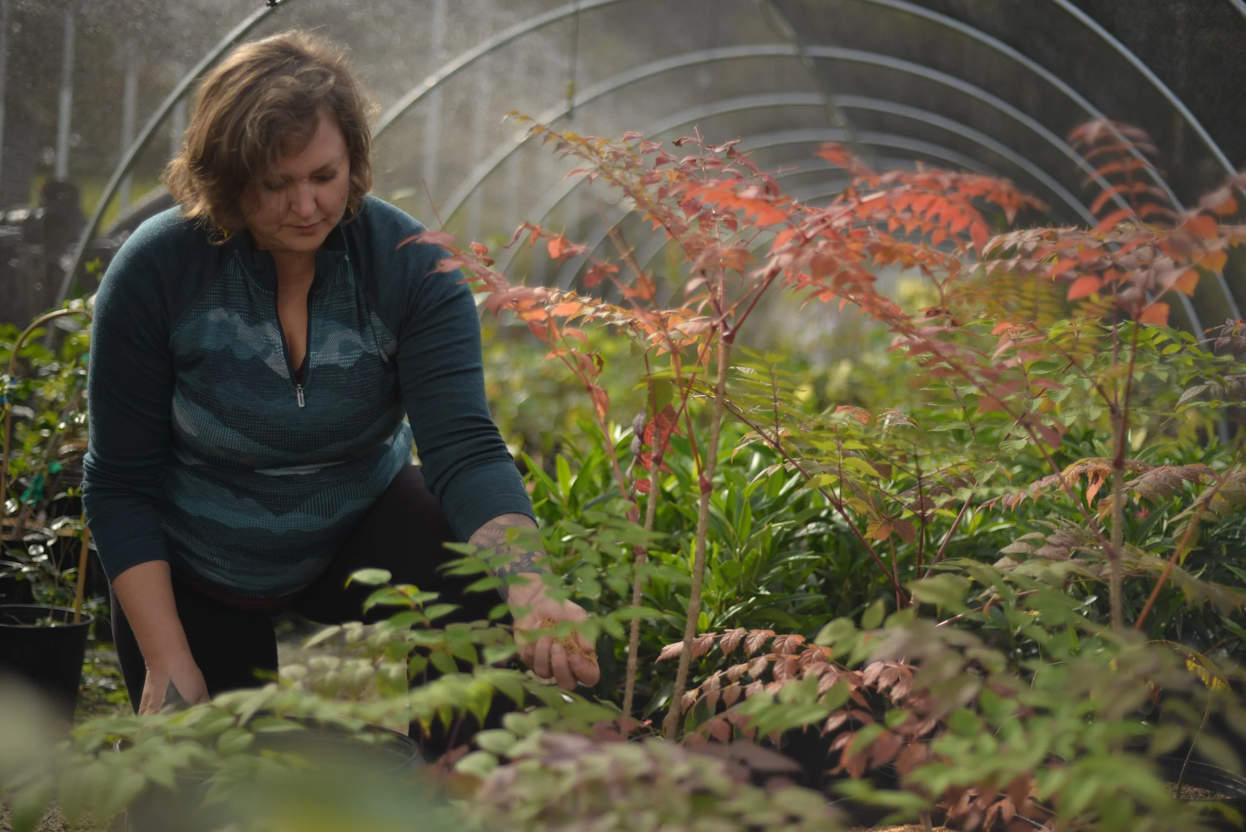 Emily with Aralia spinosa in fall.JPG