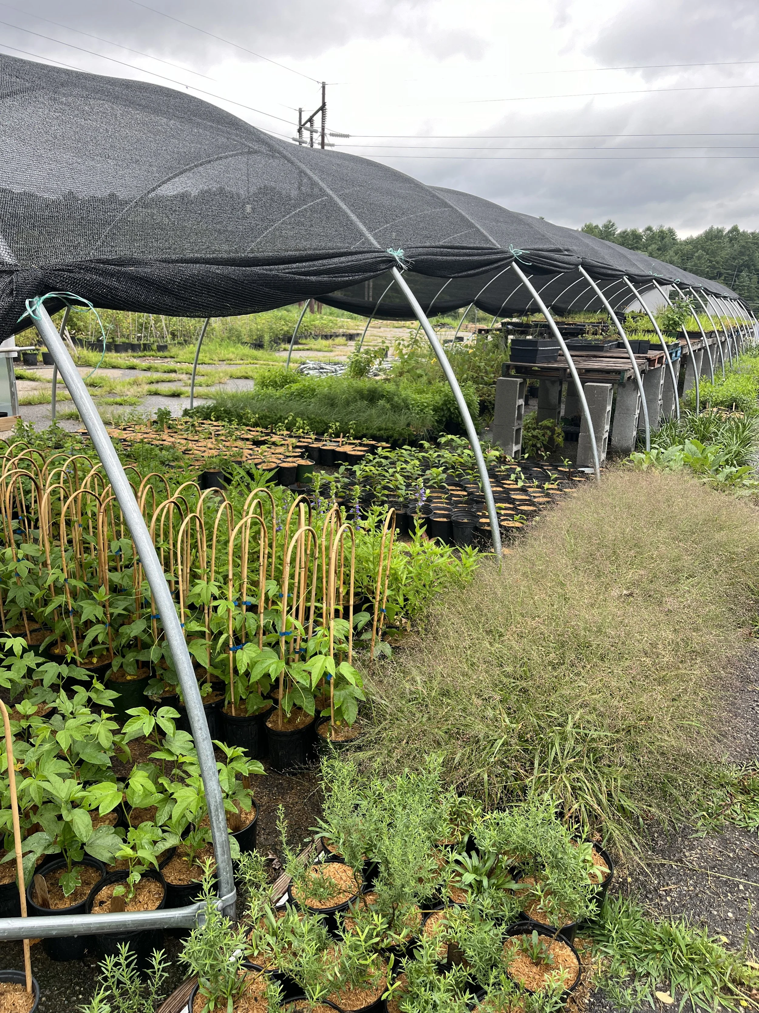 Hoophouse overflowing 2024.JPG