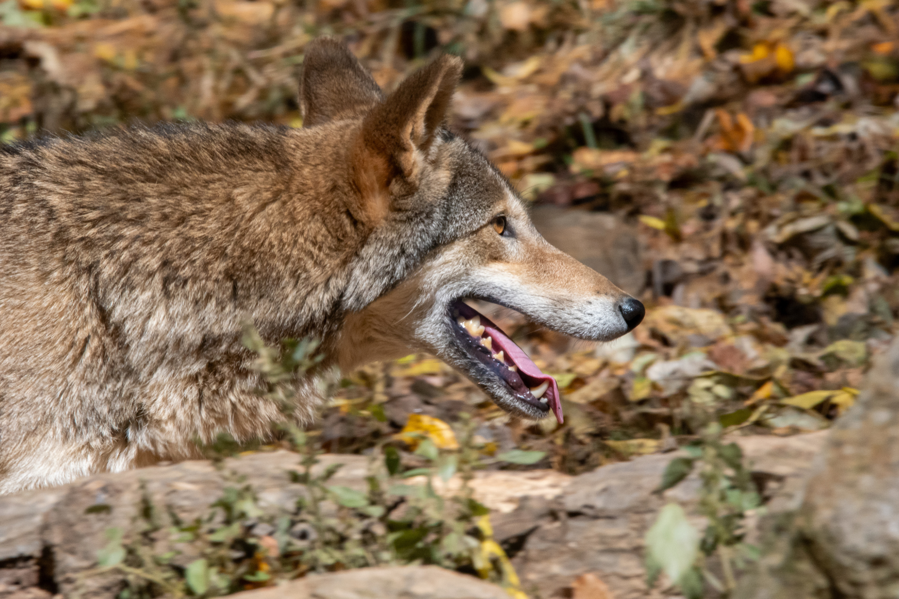 NatureCenterRedWolf (1).png
