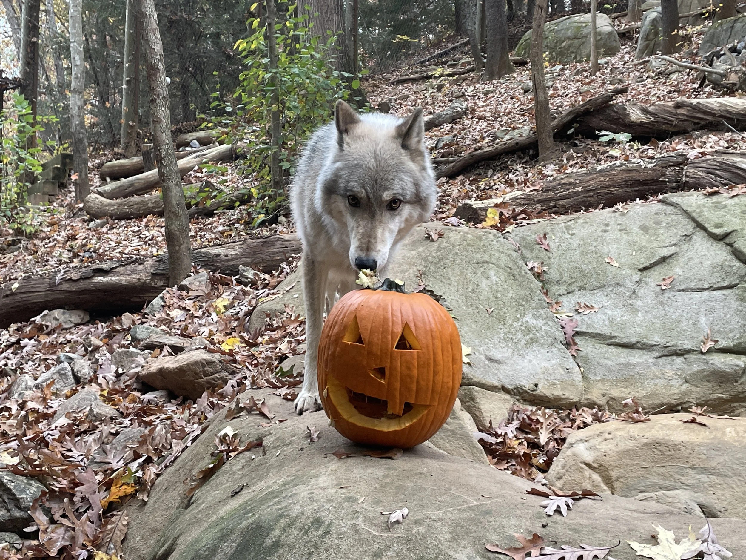 NatureCenterGrayWolf (1).JPG