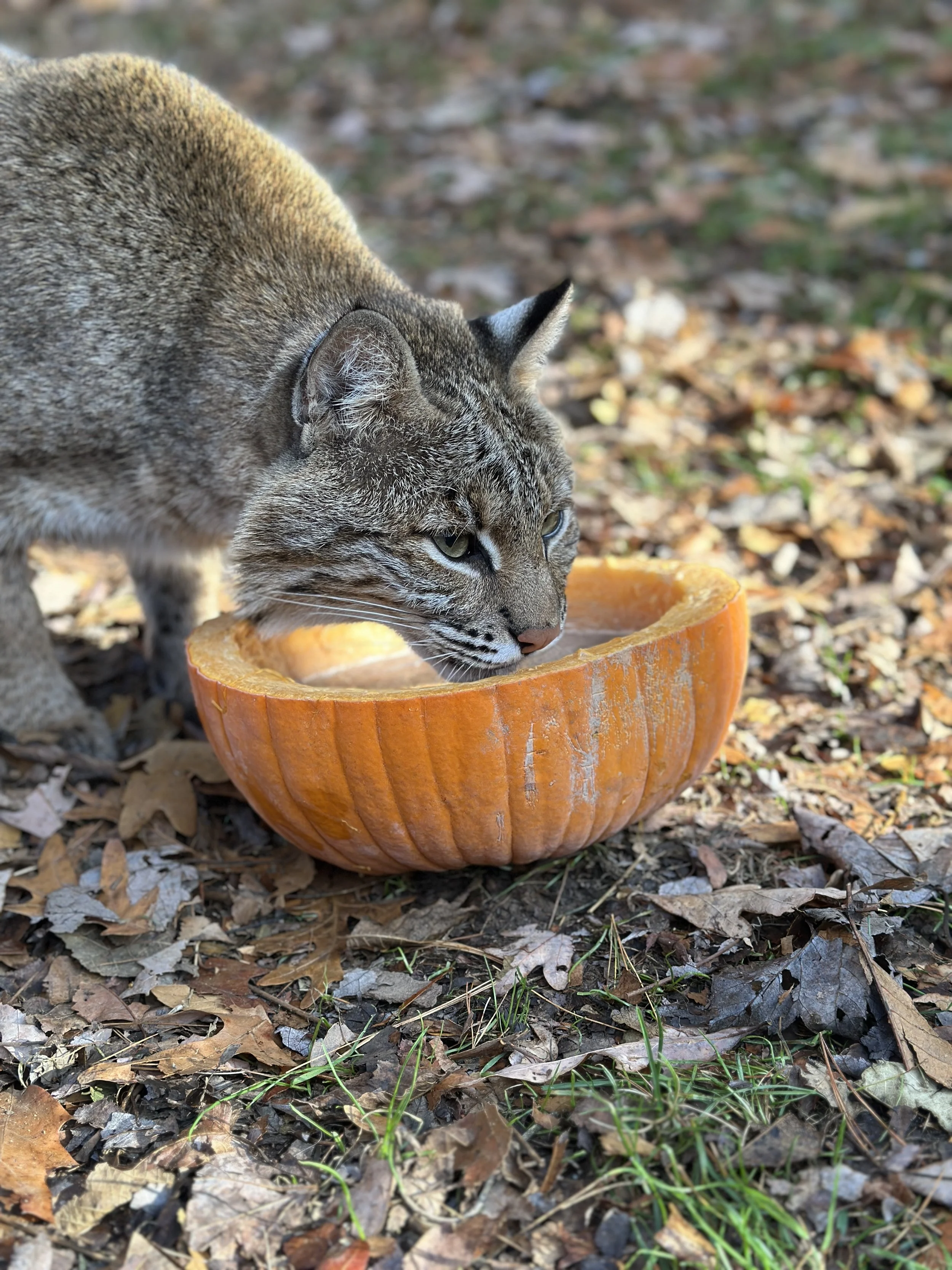 NatureCenterBobcat (1).JPG
