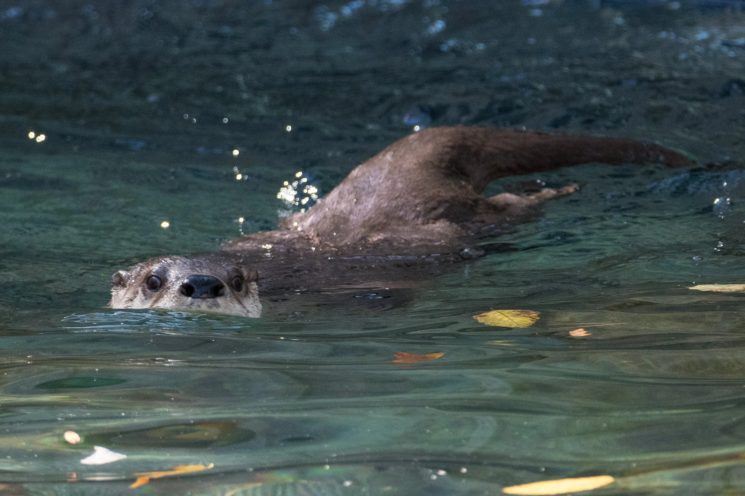 NatureCenterOtter (1).jpg