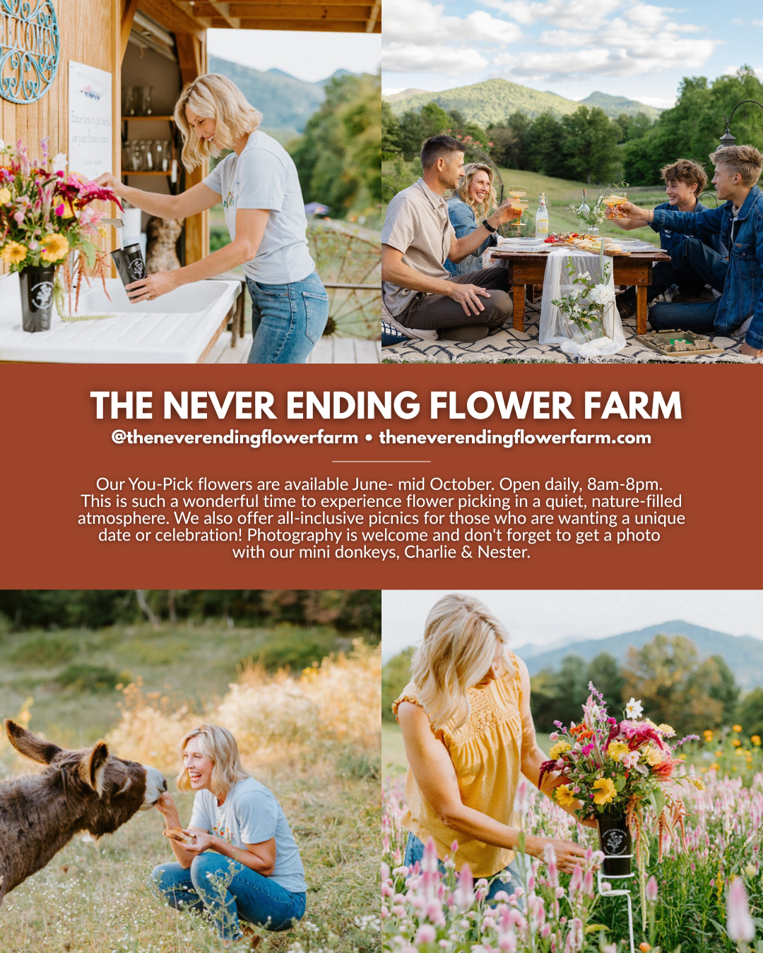 The Never Ending Flower Farm near Asheville NC offering You-Pick flowers, mountain-view picnics, flower picking, photography opportunities, and mini donkey experiences in Western North Carolina.