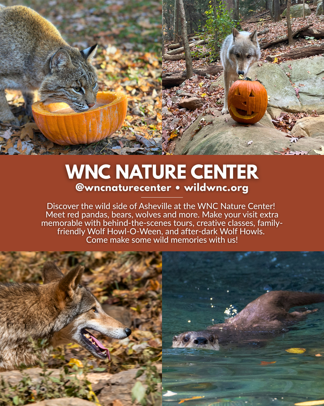 Western North Carolina Nature Center in Asheville with native wildlife and family-friendly fall activities