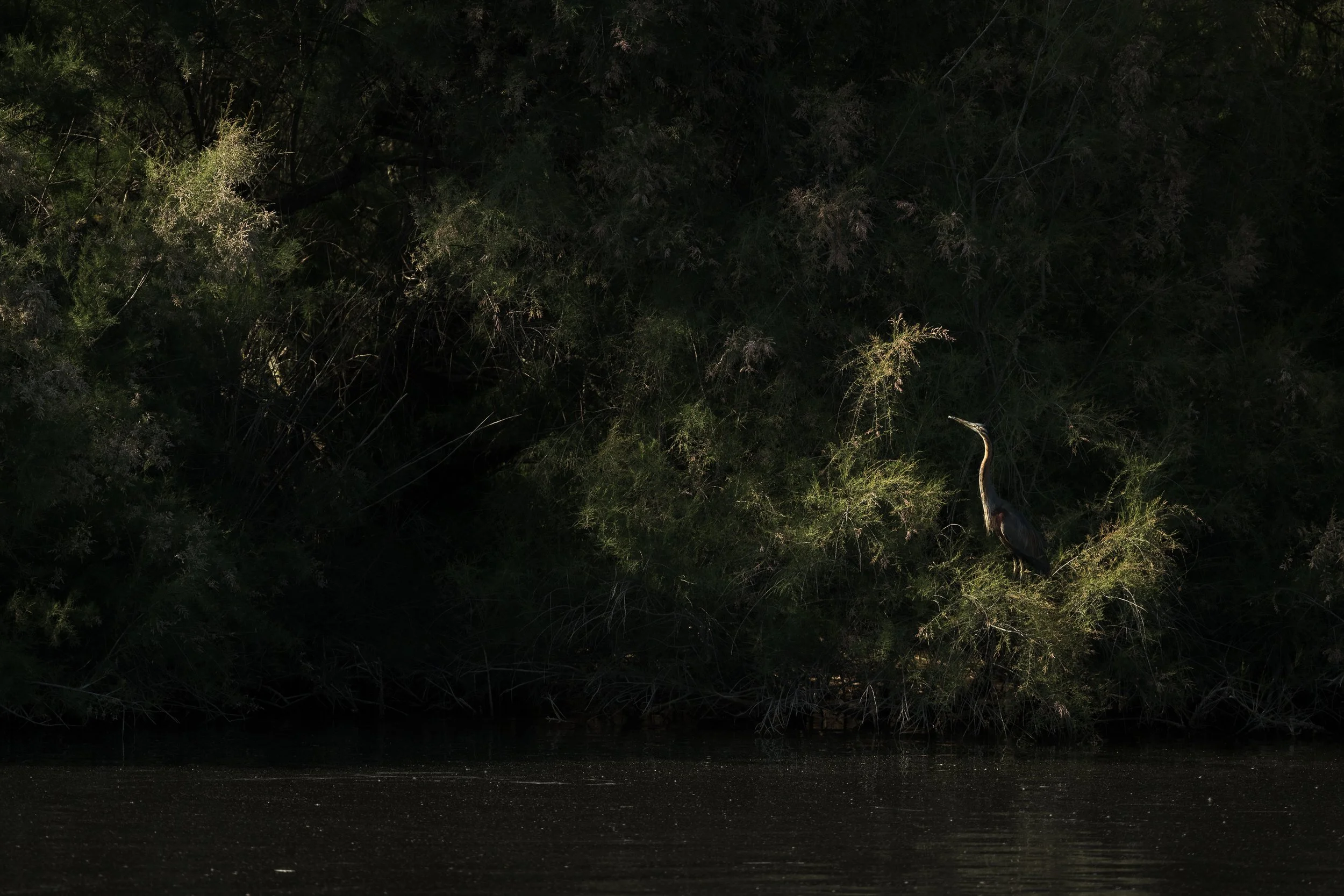 Regards sur le silence