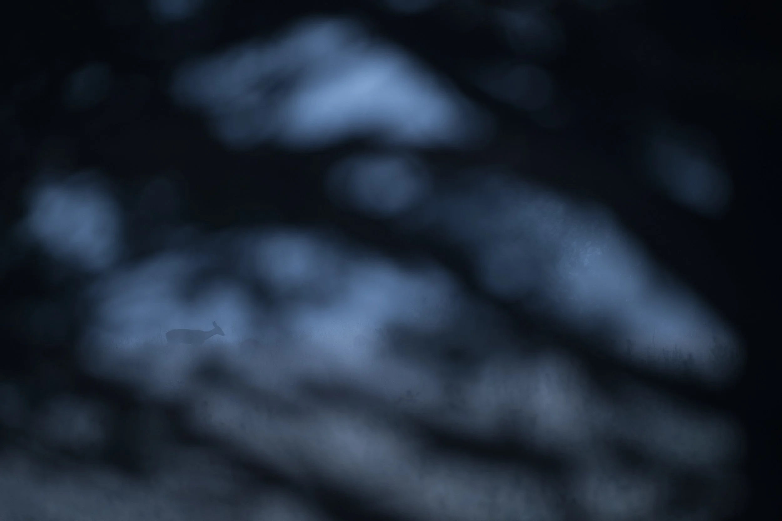 NZ9_2395.jpg
