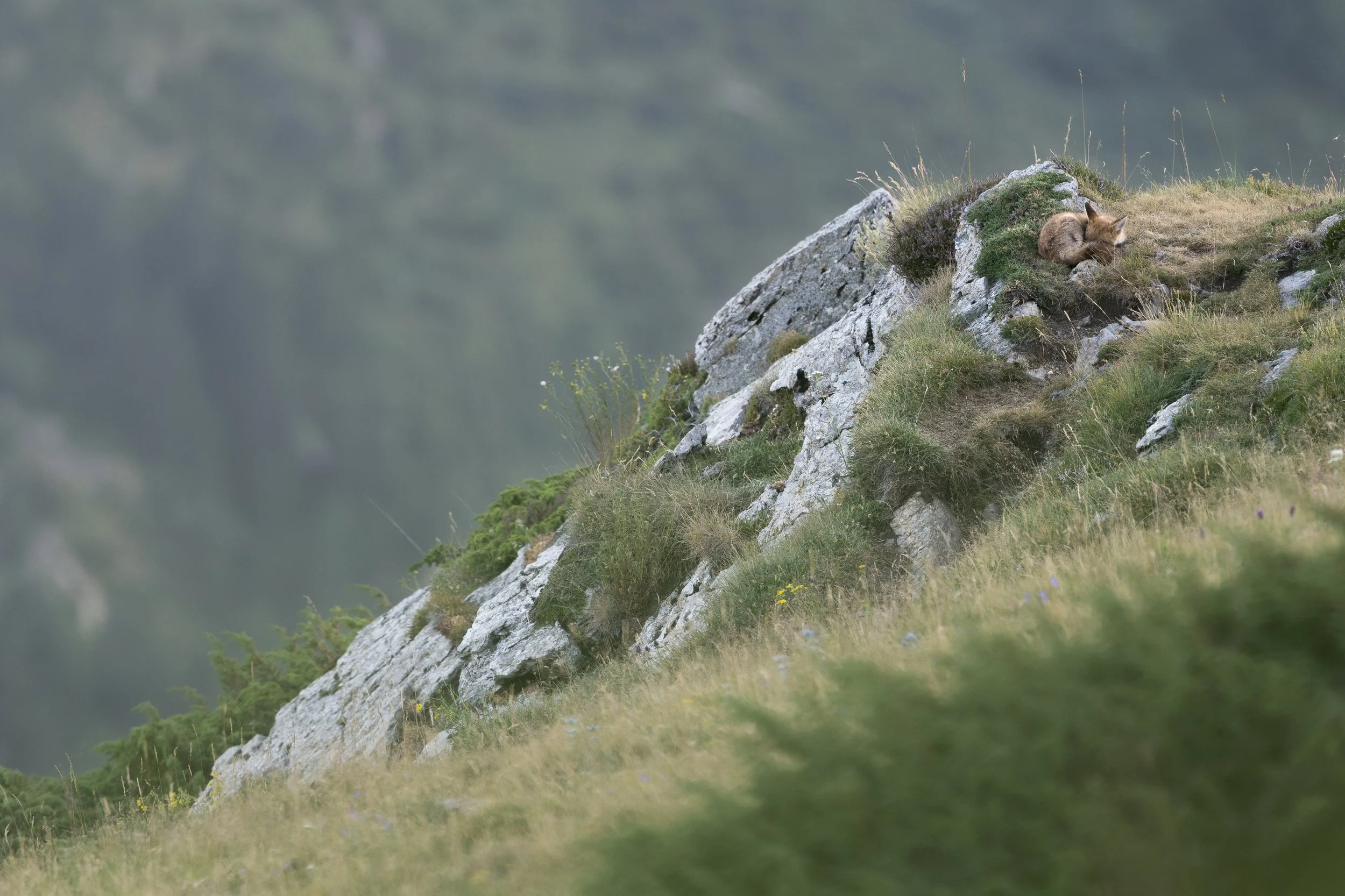 NZ9_1249-Edit.jpg