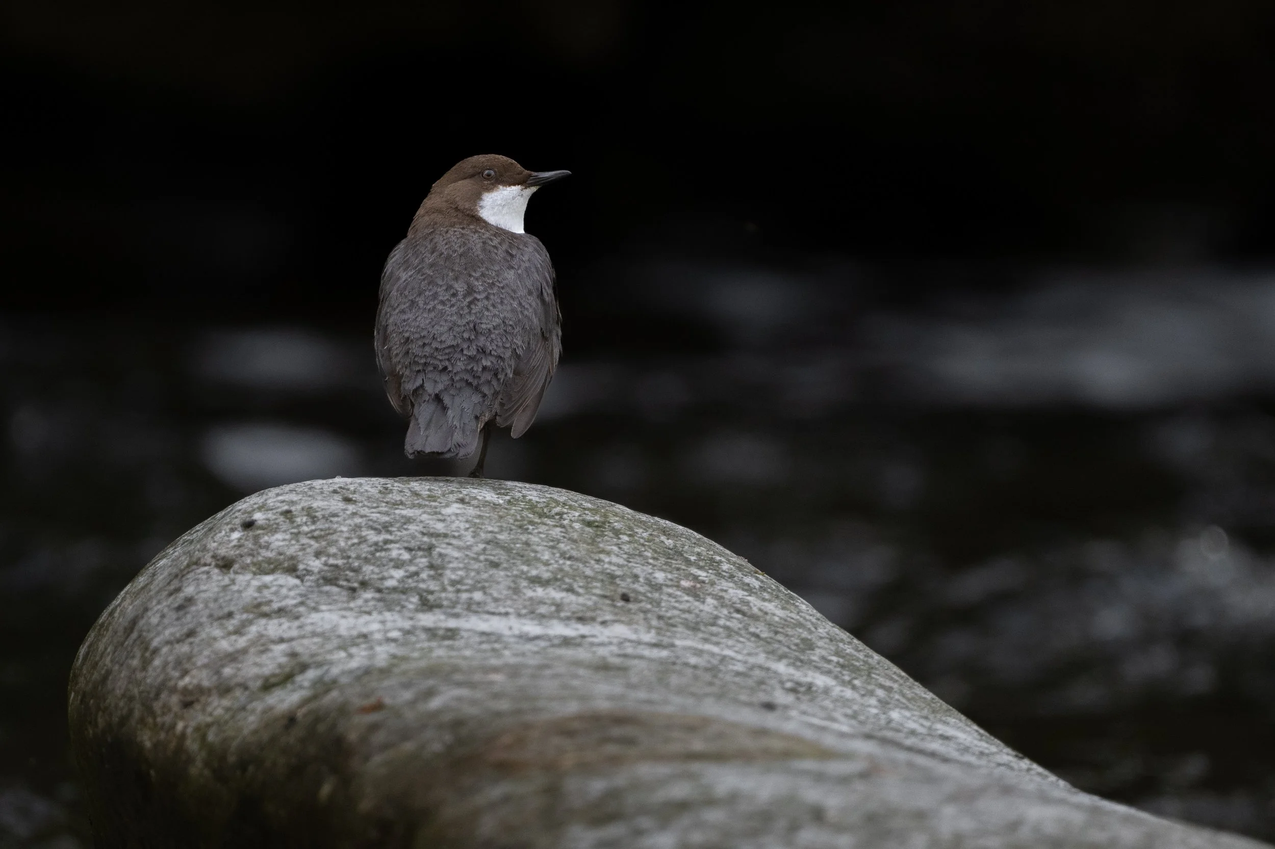 NZ9_1014.jpg