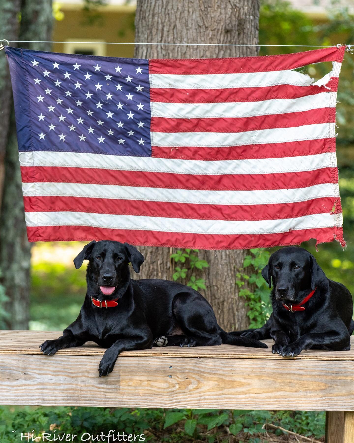 Happy Independence Day from our pups and us to you and yours! We hope that you had a great day and a safe weekend! 

#hiriveroutfitters #blacklab #blacklabrador #lab #labrador #labradorretriever #4thofjuly #independenceday #dogboarding #dogtraining