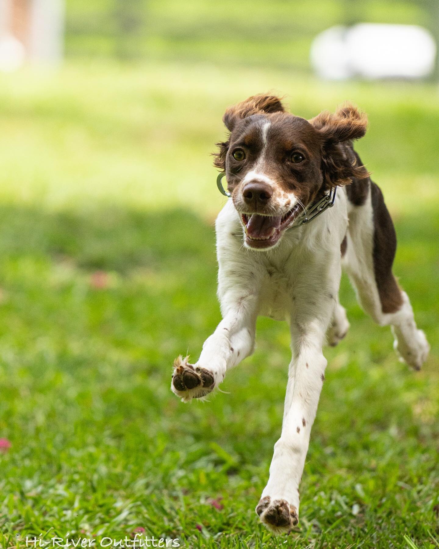 Lots of fun this week and a few winking dogs! 

#hiriveroutfitters #blacklab #labrador #labradorretriever #brittanyspaniel #havanese