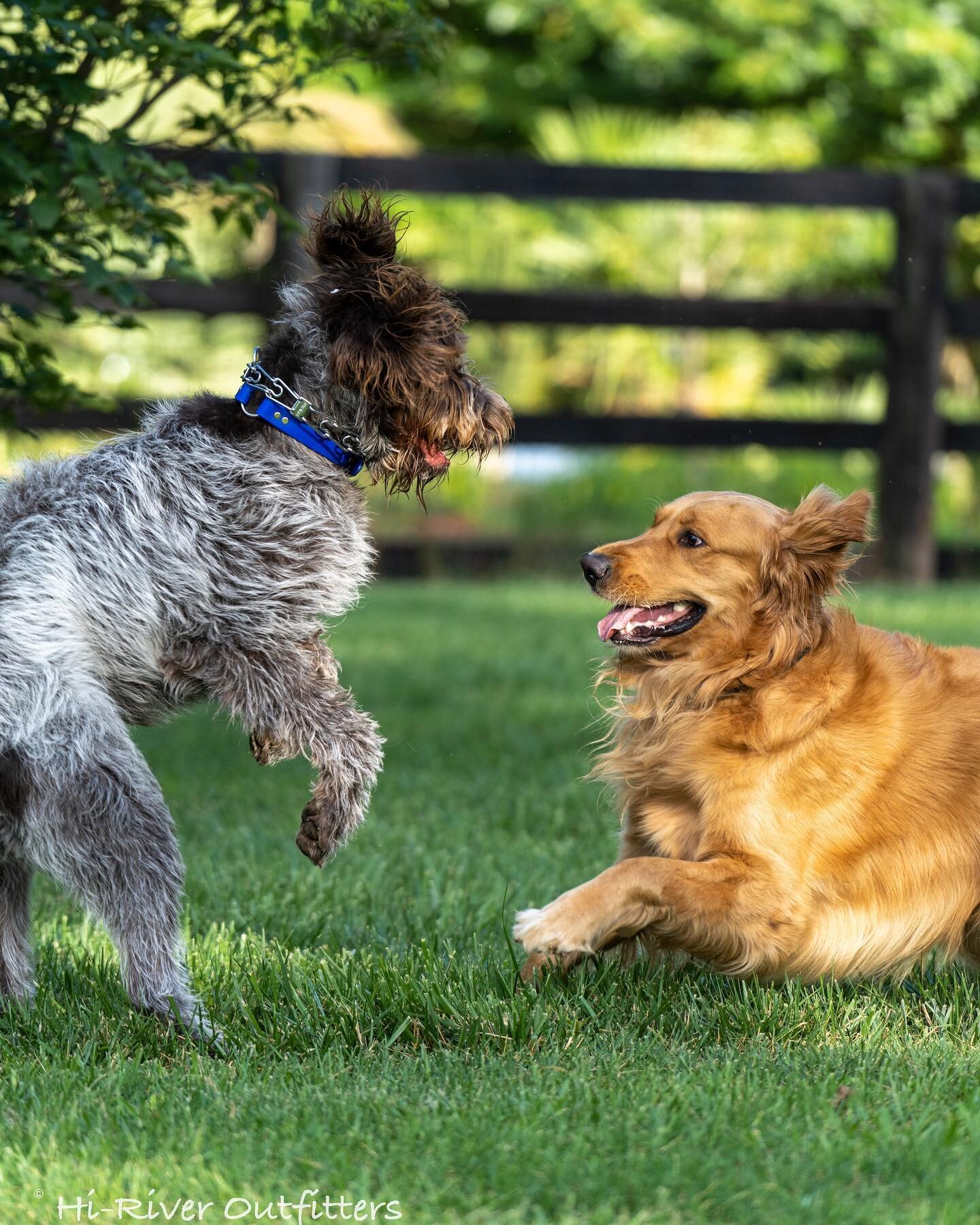 Judah likes to make sure that everyone keeps playing and Waffles runs the splash pad! We&rsquo;re having a great weekend and hope you are too! 

#hiriveroutfitters #dogboarding #dogtraining #goldenretriever #wirehairedpointinggriffon #griffon #blackl