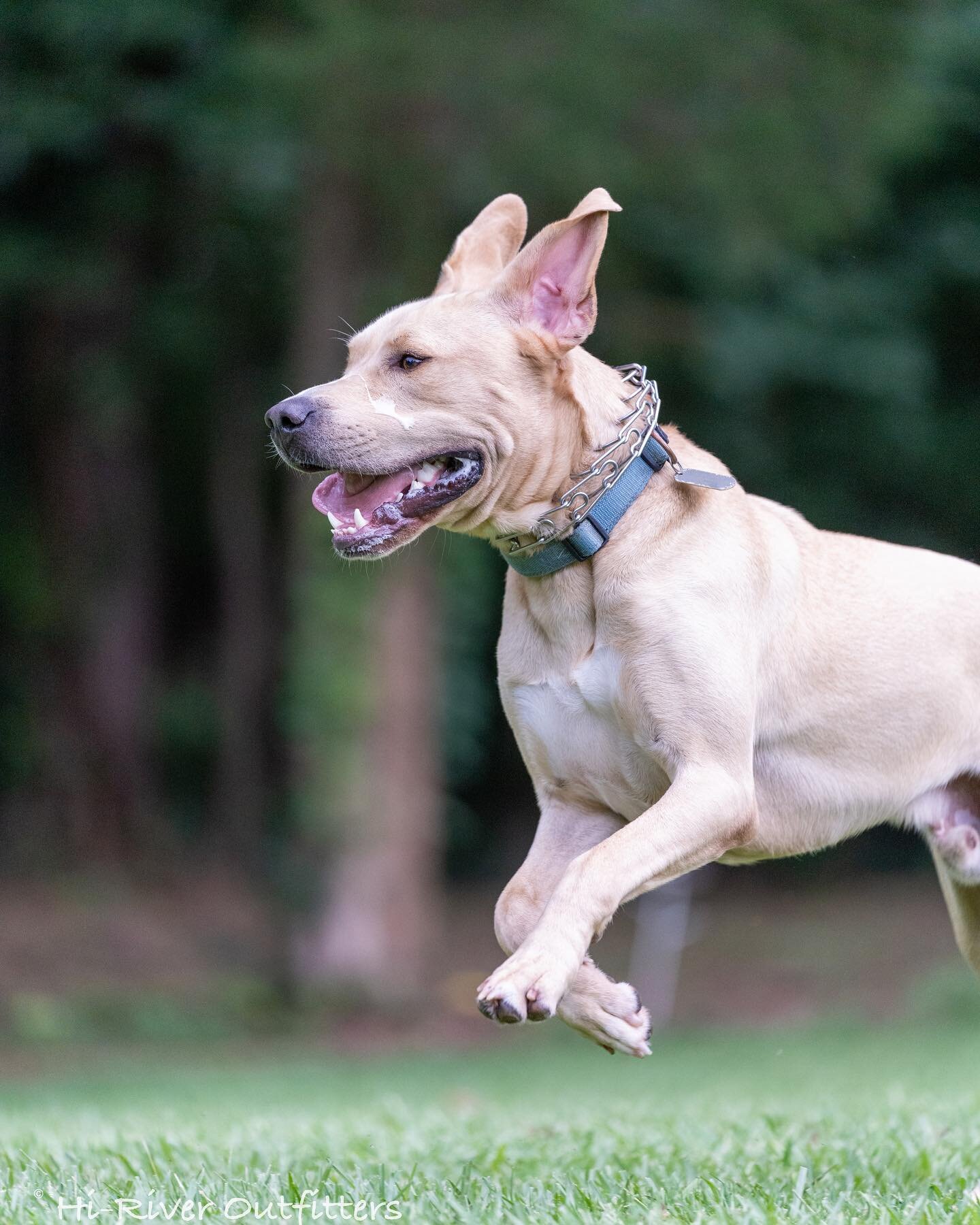 It&rsquo;s been a busy weekend with a full kennel but everybody has been having fun! We still have a few slots open for Labor Day so give us a shout if you need boarding!

#dogboarding #dogtraining #hiriveroutfitters #pitbull #germanshepherd #weimara