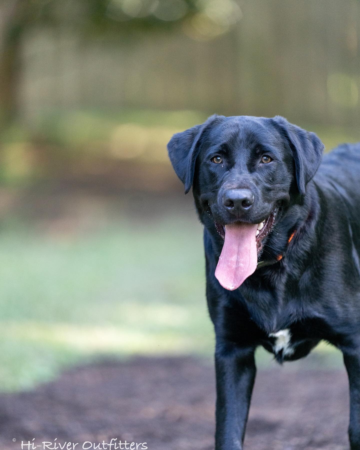 We&rsquo;ve had a great a busy month and it is going to keep going through the fall but we are having so much fun with everybody! We still have a few boarding kennels open for Thanksgiving and Christmas so give us a call at 770-617-3159 to reserve yo