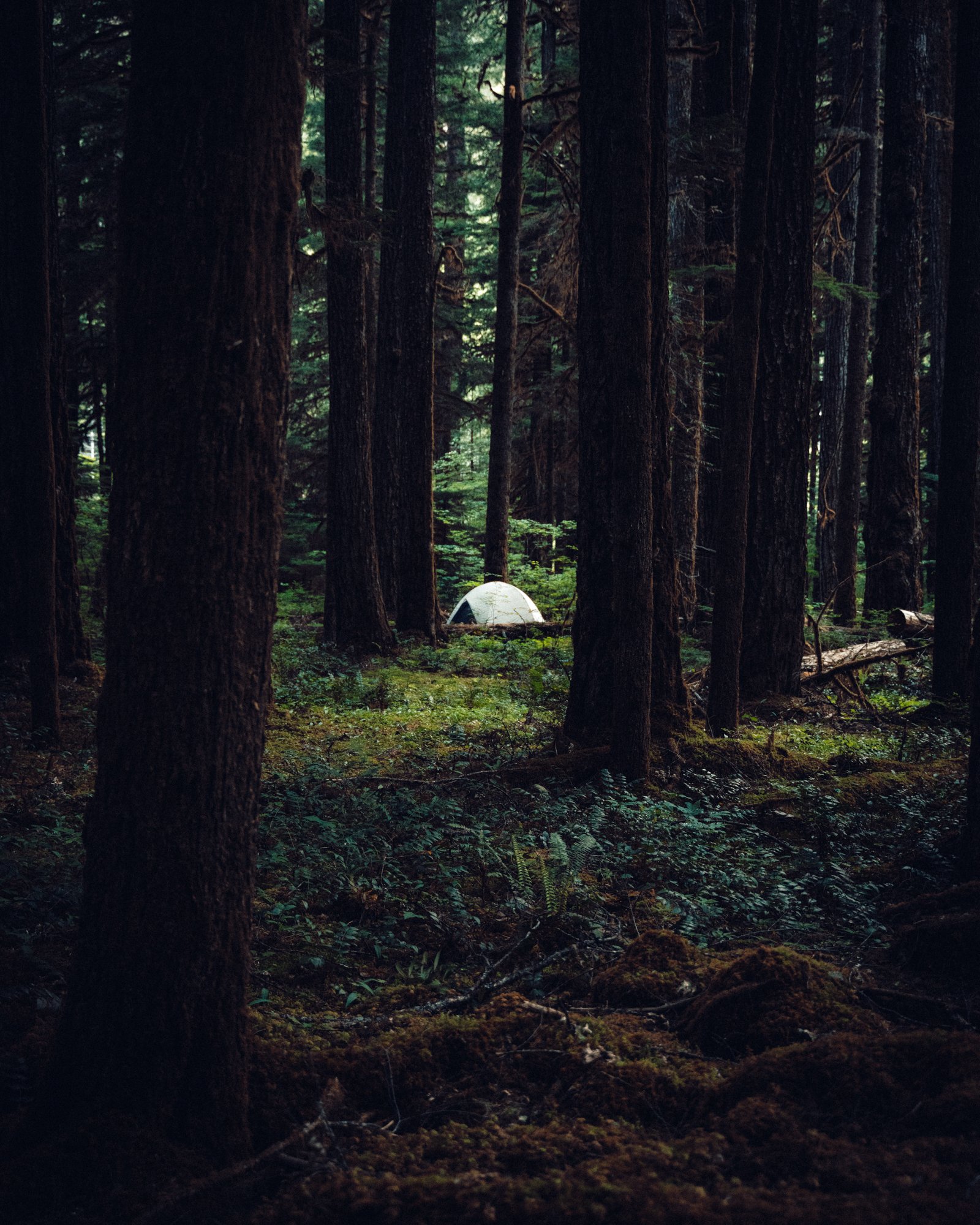 wolf-wyoming-montana-grandteton-yellowstone-1.jpg
