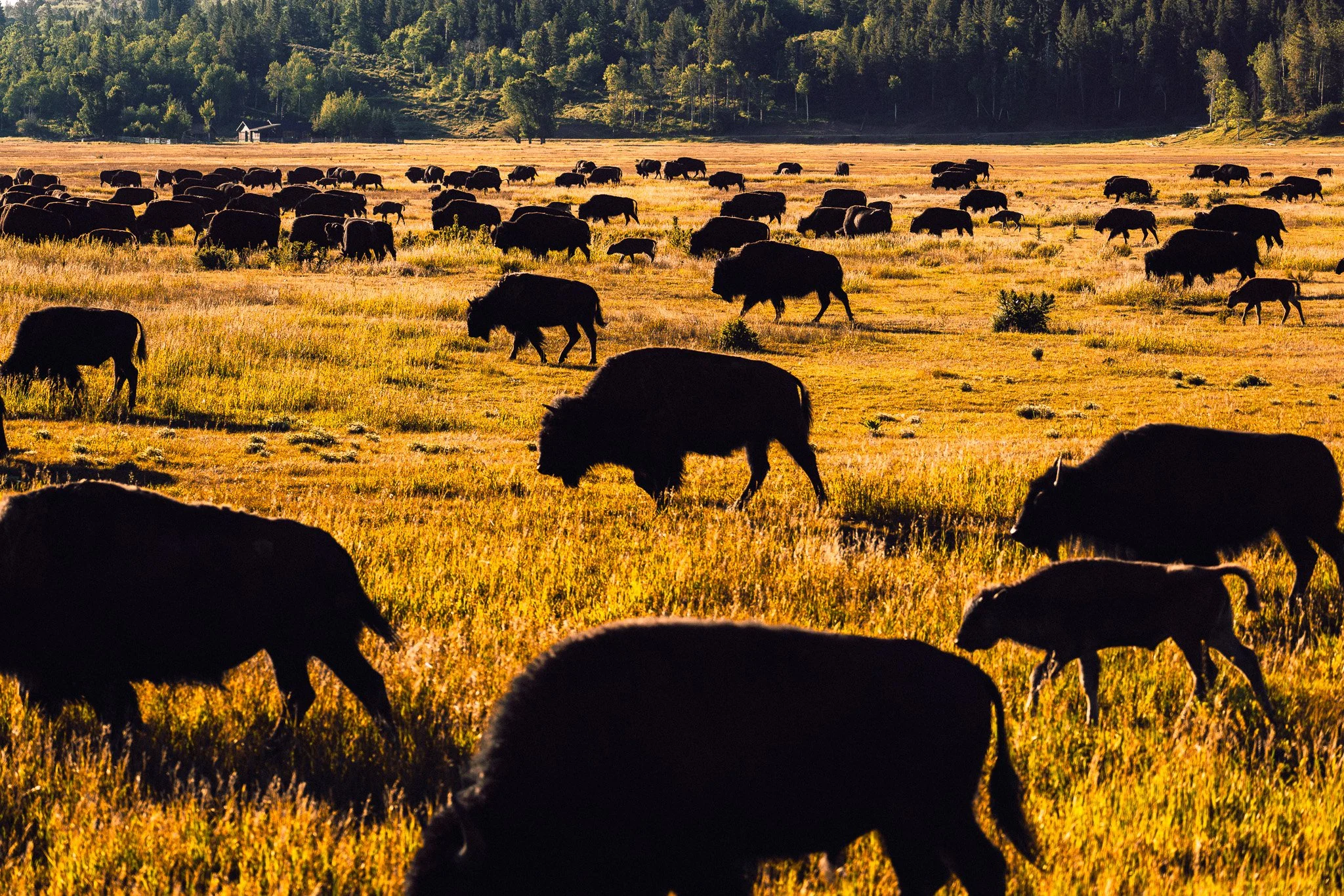 Buffaloroamtours-2.jpg