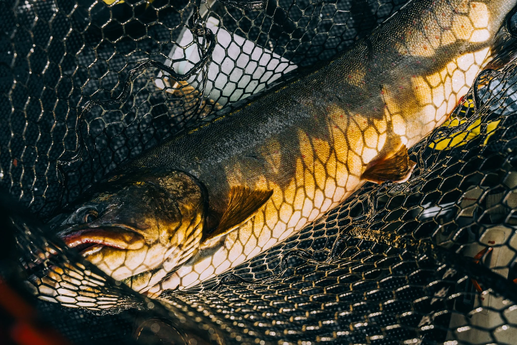 VincentFoster_Portfolio Outdoor Light-8.jpg