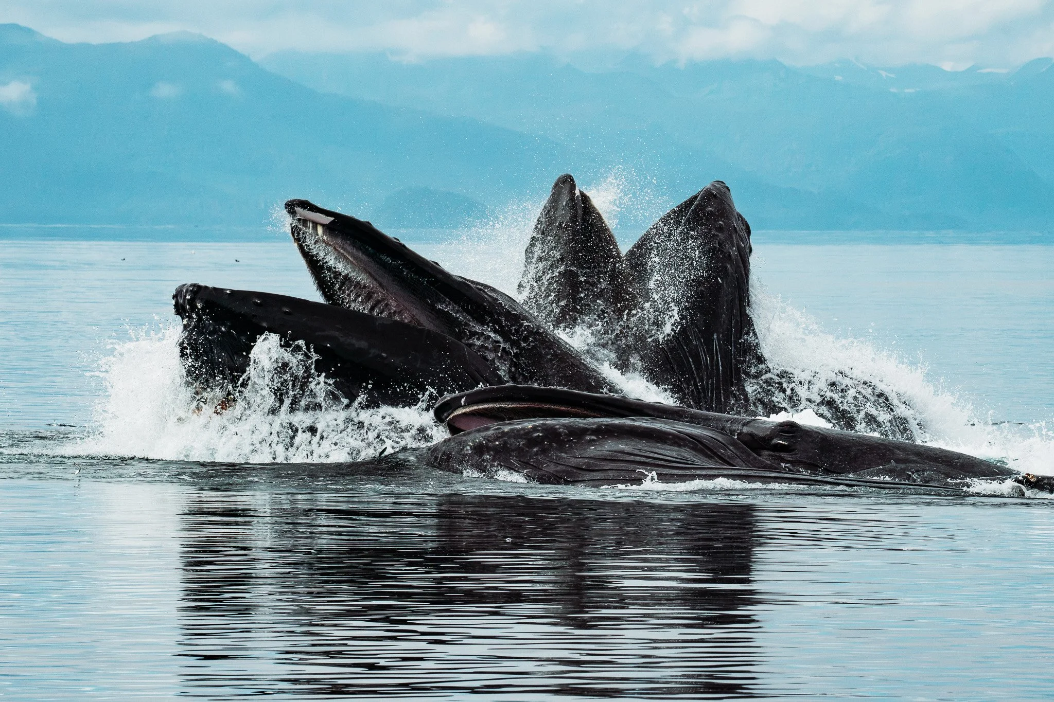 fostersfreeze-whalerscovelodge2.jpg
