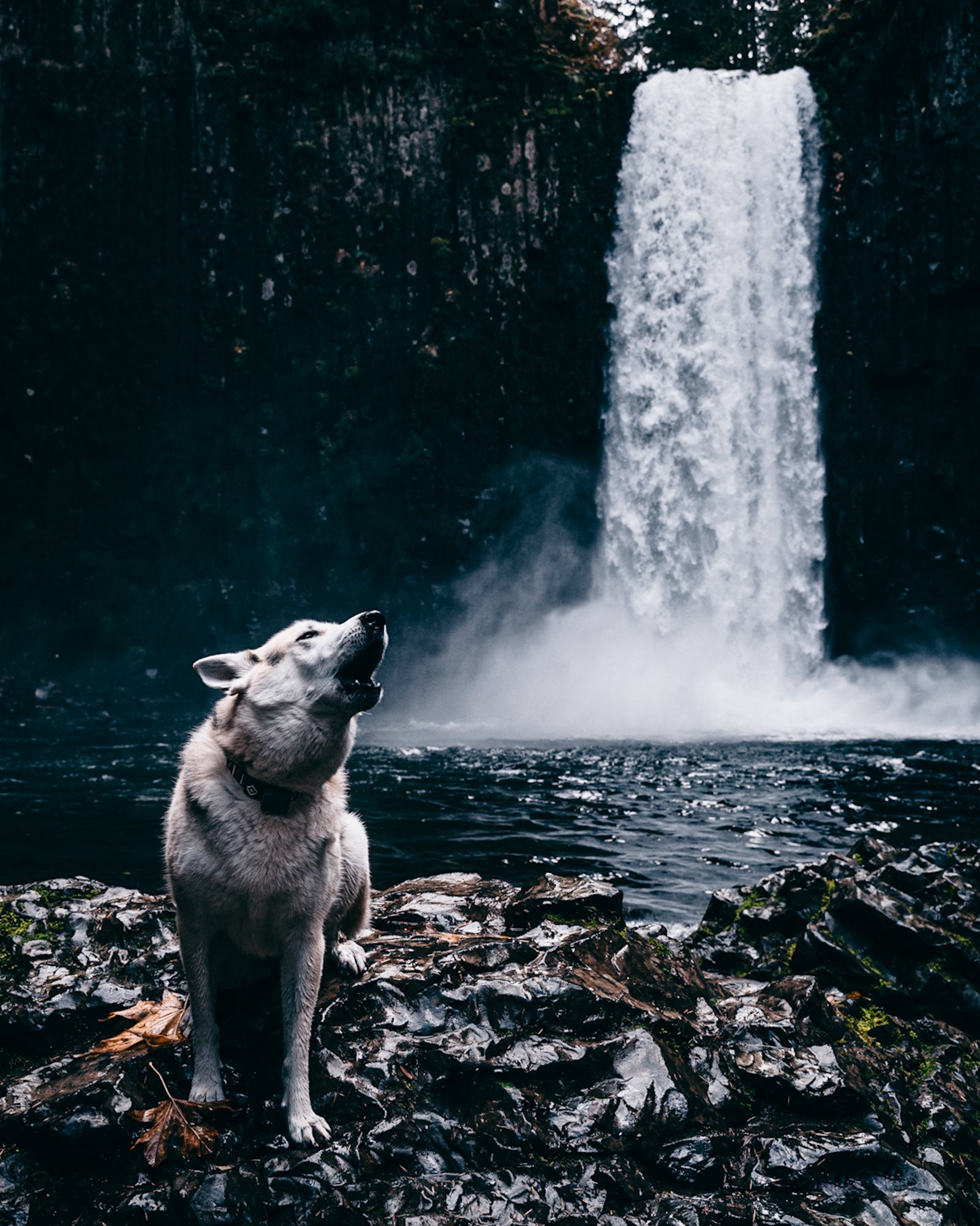 dog-waterfall-outdoor-cold.jpg