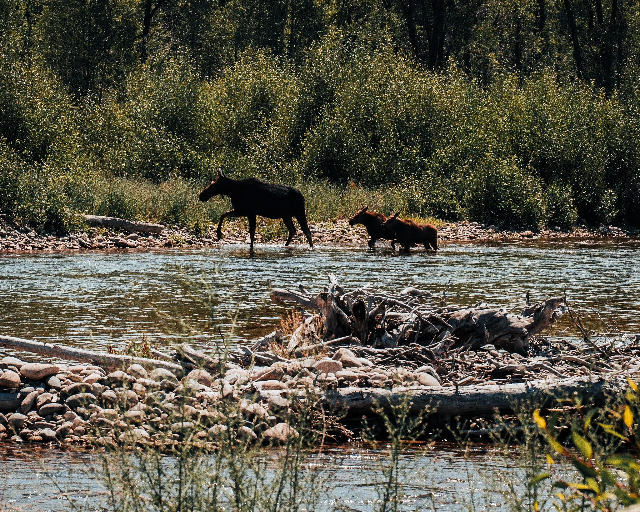 Buffaloroamtours-1.jpg