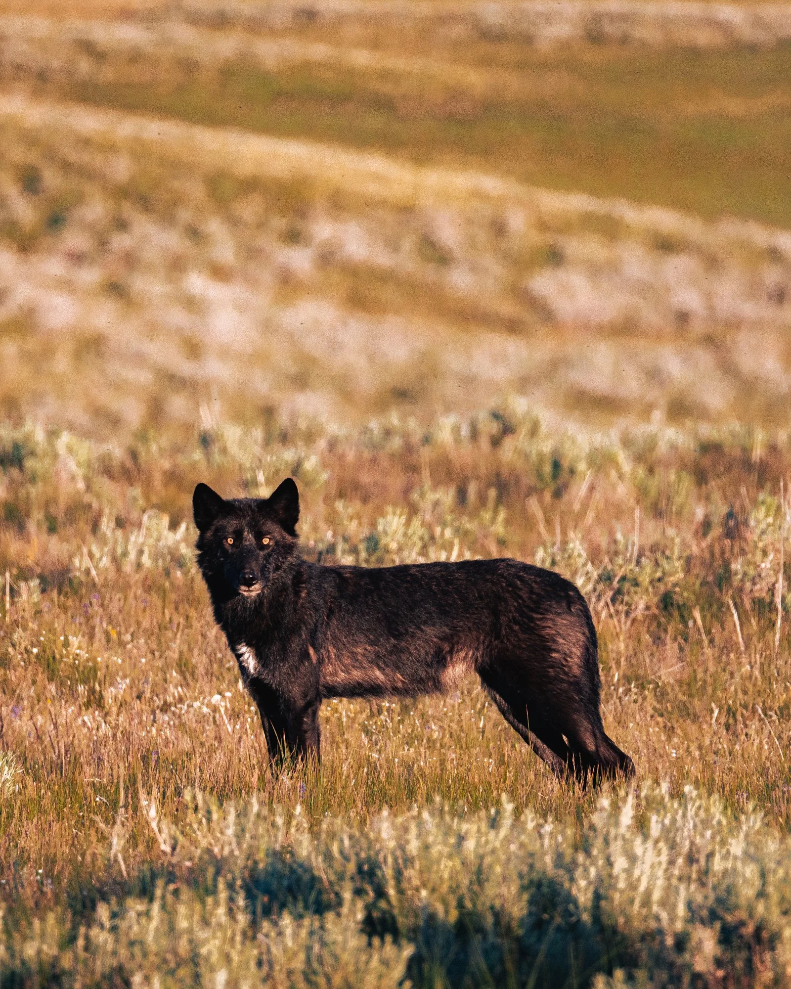wolf-wyoming-montana-grandteton-yellowstone.jpg