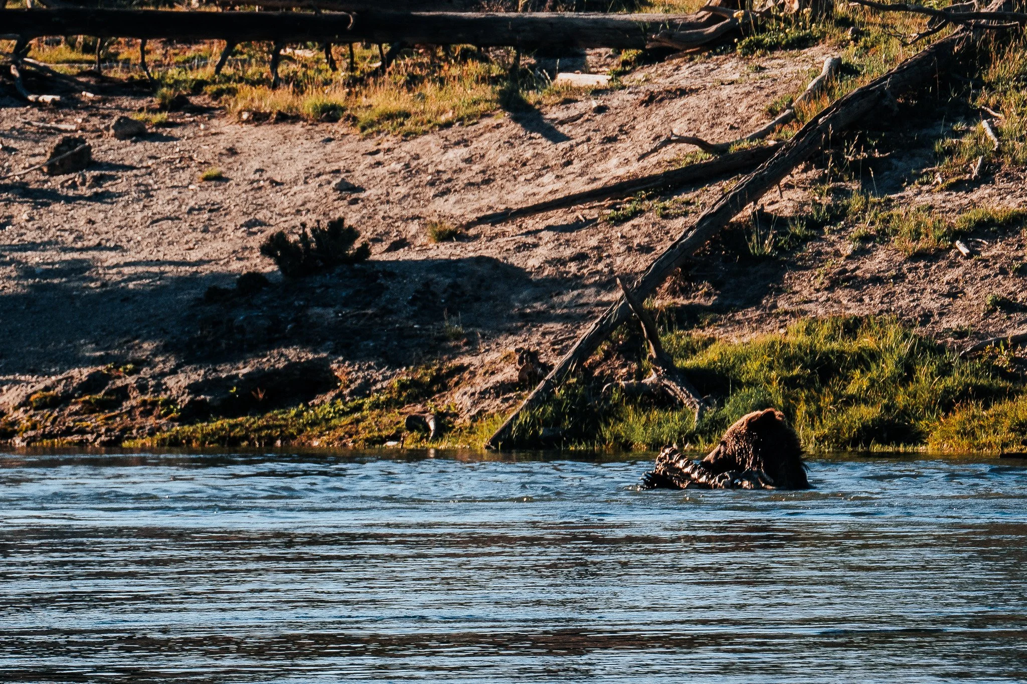 Buffaloroamtours-6.jpg